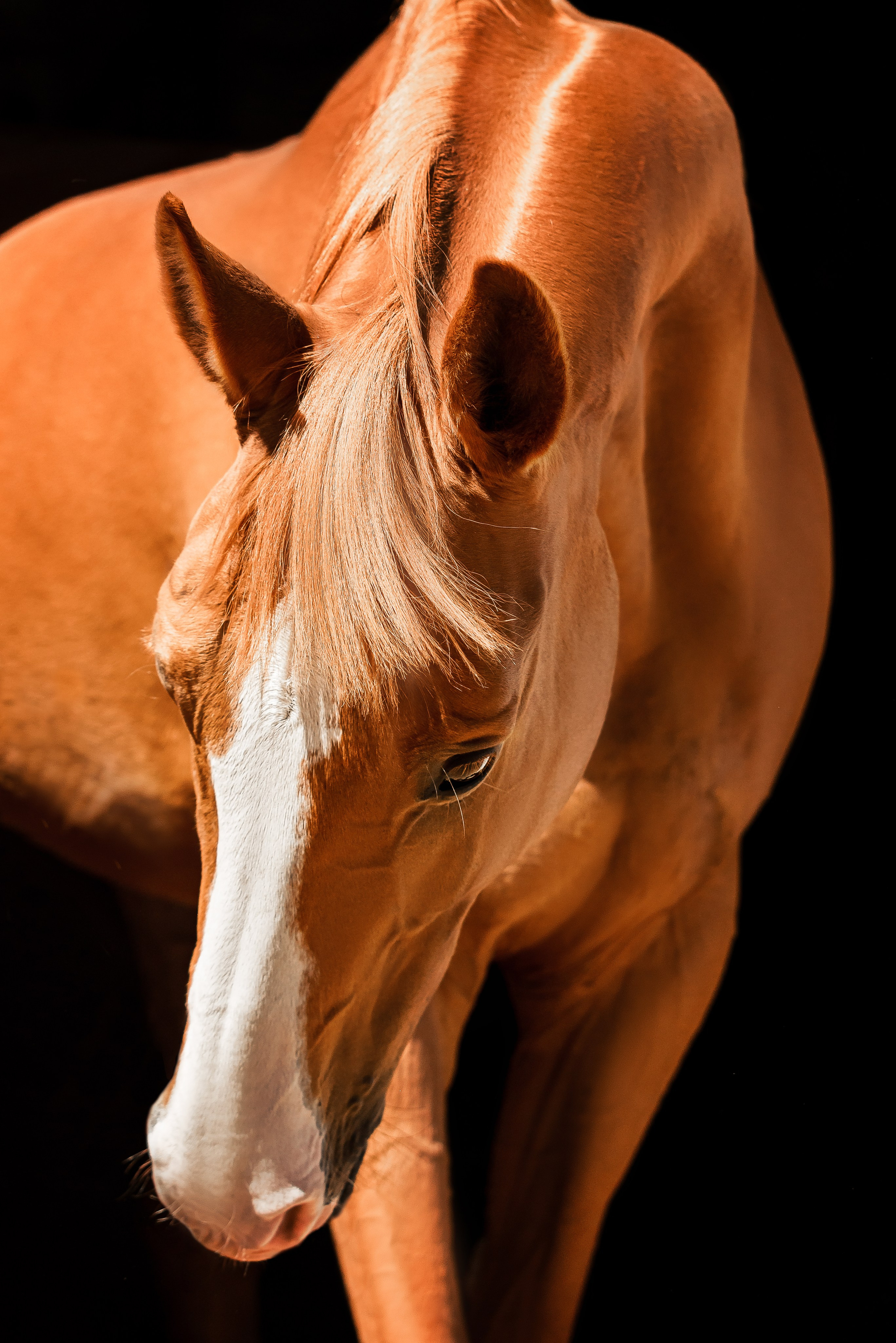 Рыжие — ИРЭН и БРАТИСЛАВА. Куракина Дарья • Конный фотограф