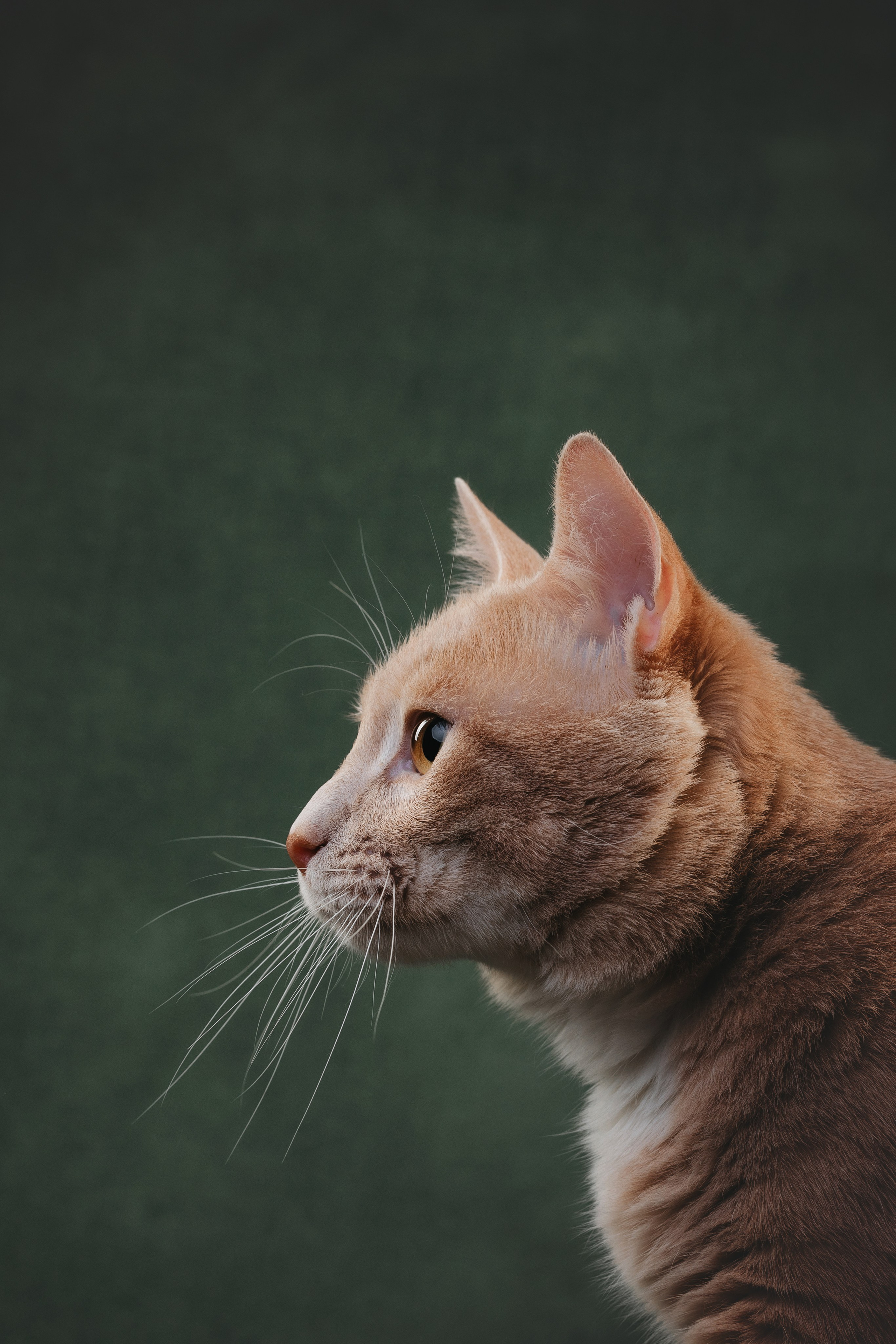 Коты Сет и Квентин. Фотограф анималист Осипчикова Мария