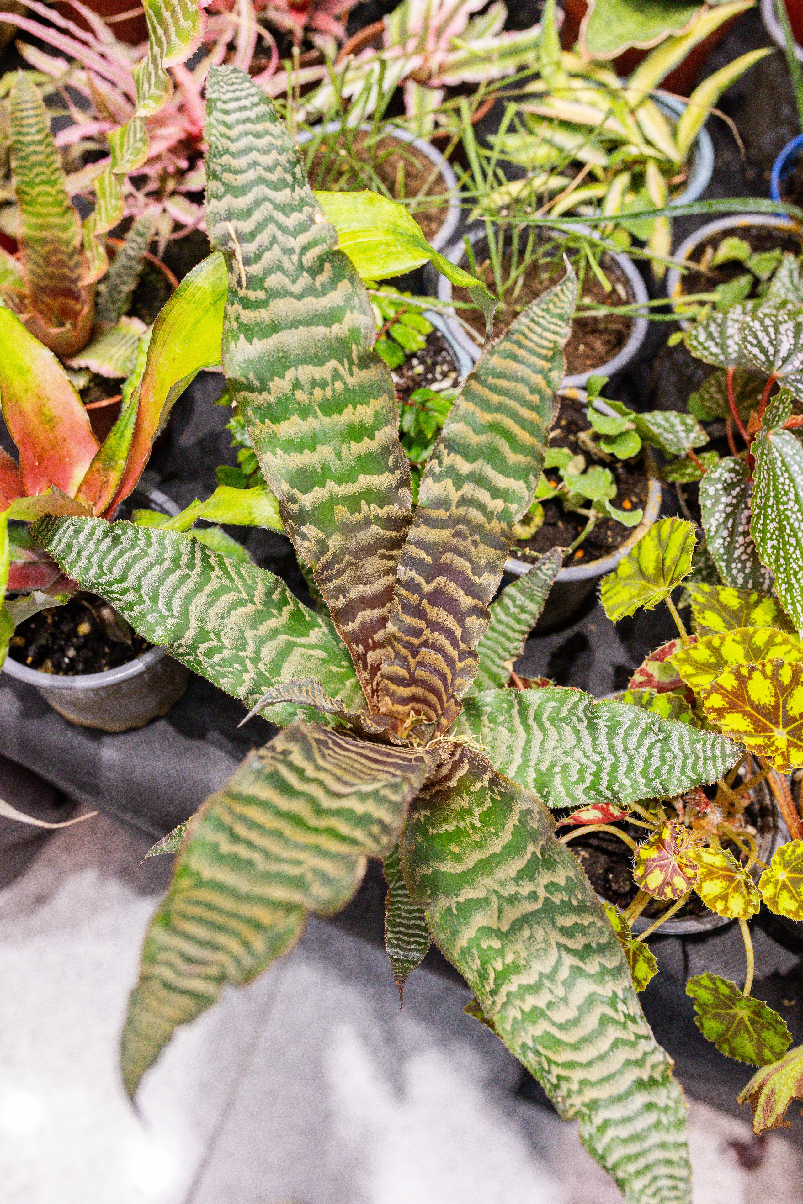 Монстериум 11–12 октября. Александра Куликова фотограф, Москва