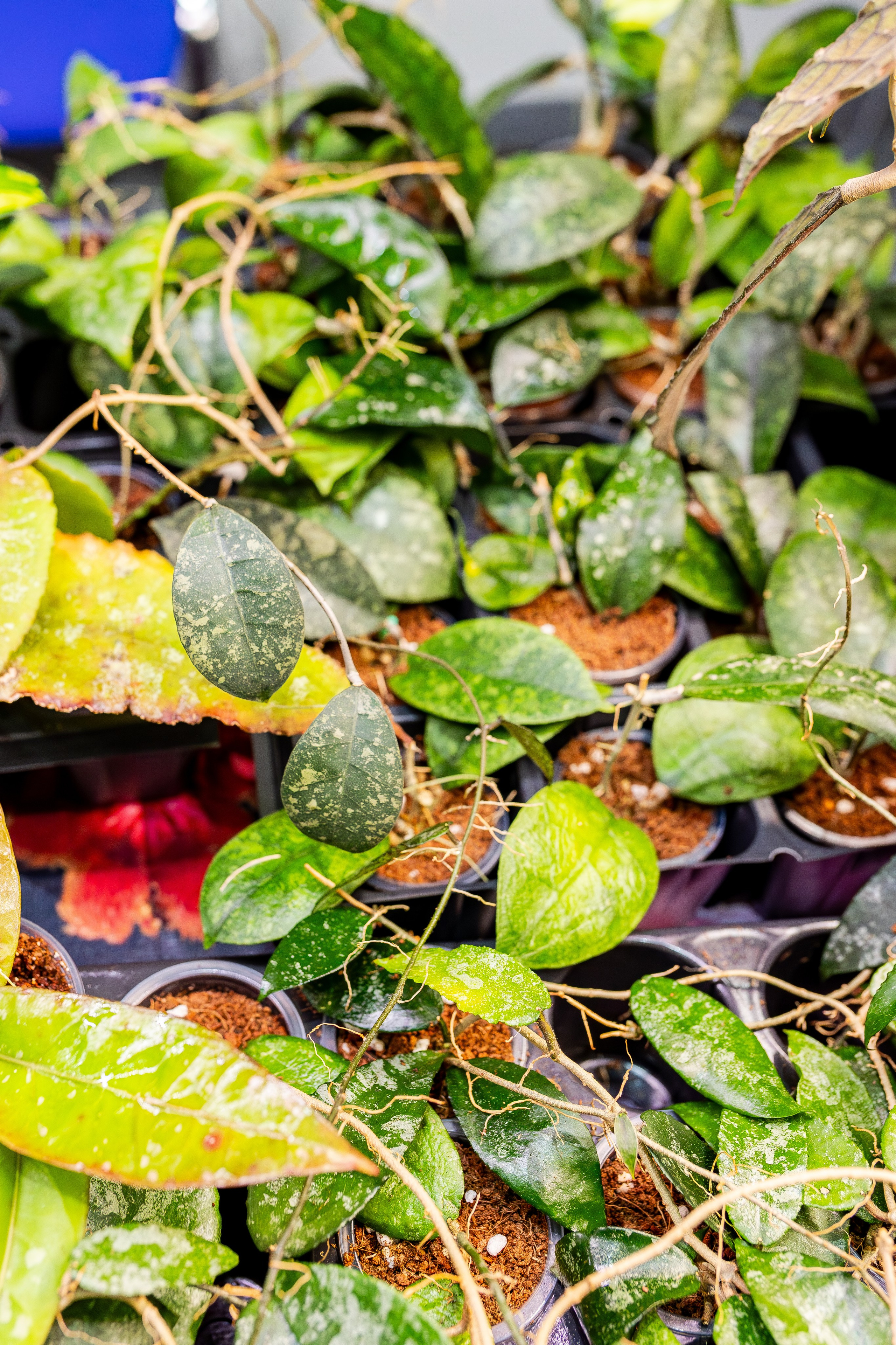 Монстериум апрель 2026. Александра Куликова фотограф, Москва