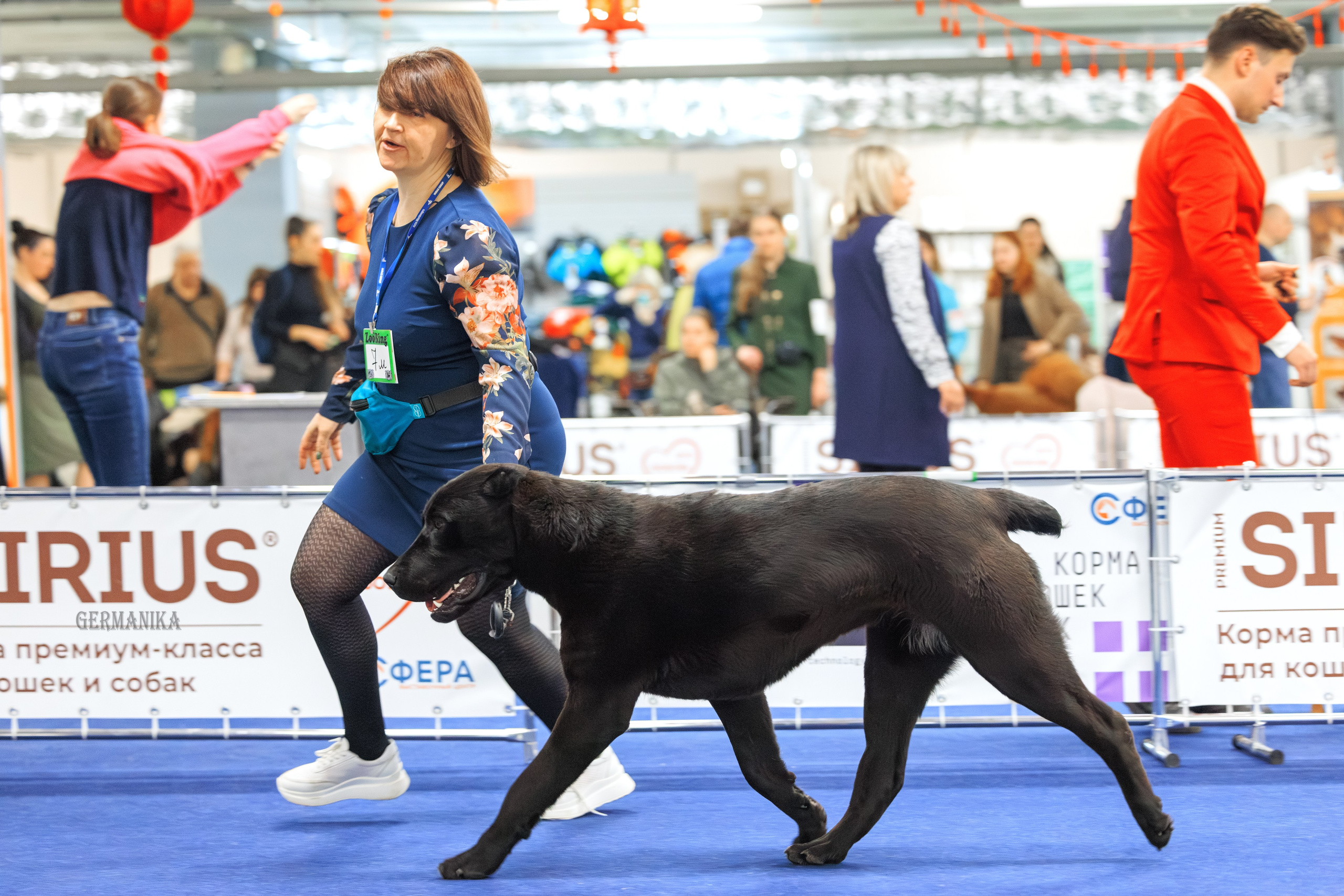 Сфера 08 и 10.03.2024 2хмоно ротвейлеров+2хмоно сао. Фотограф-анималист Юлия Германика