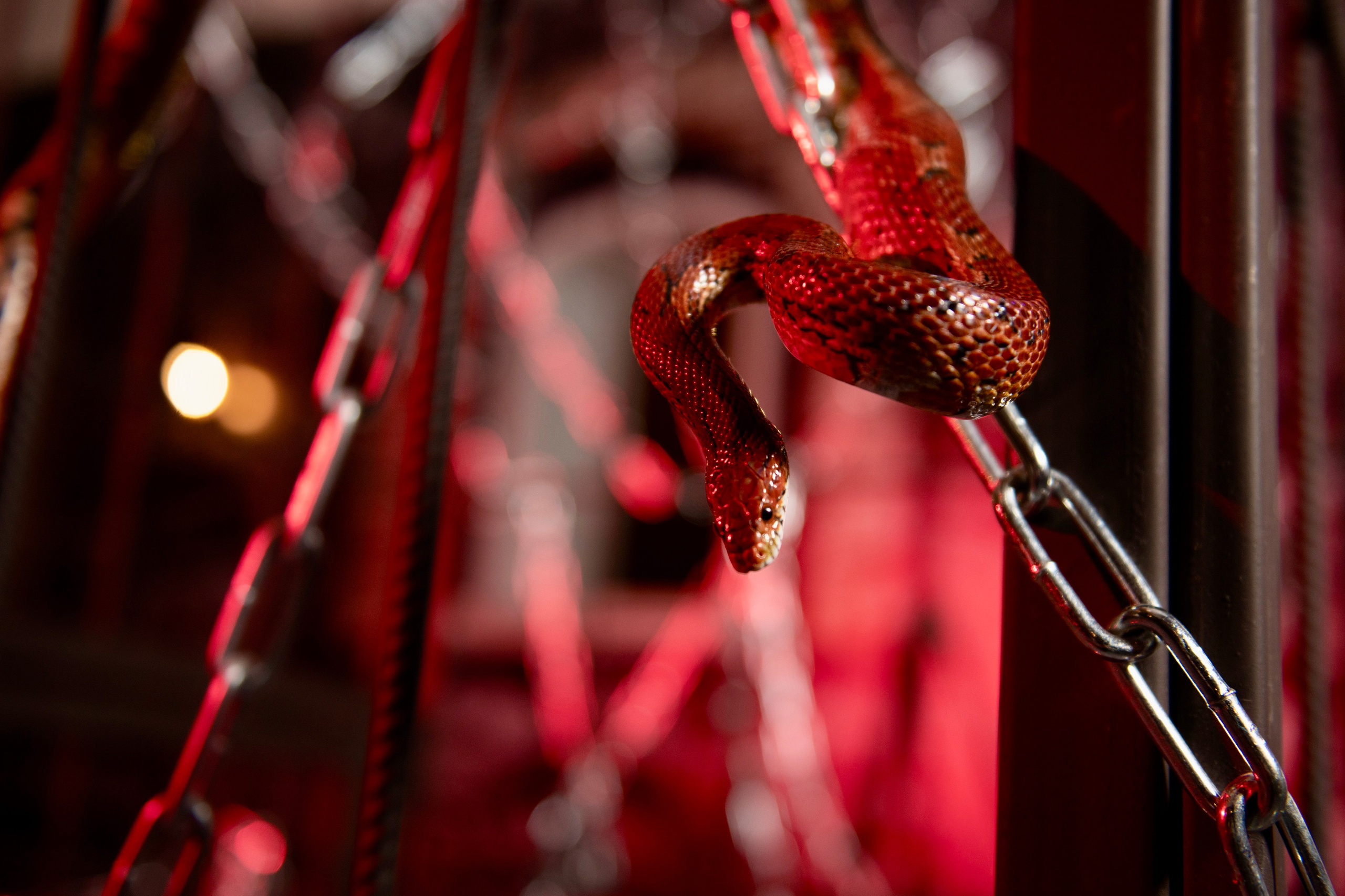 Фотосессия Анастасия. Фотограф Андрей Чеботок (Белгород, Курск, Воронеж, Старый Оскол)