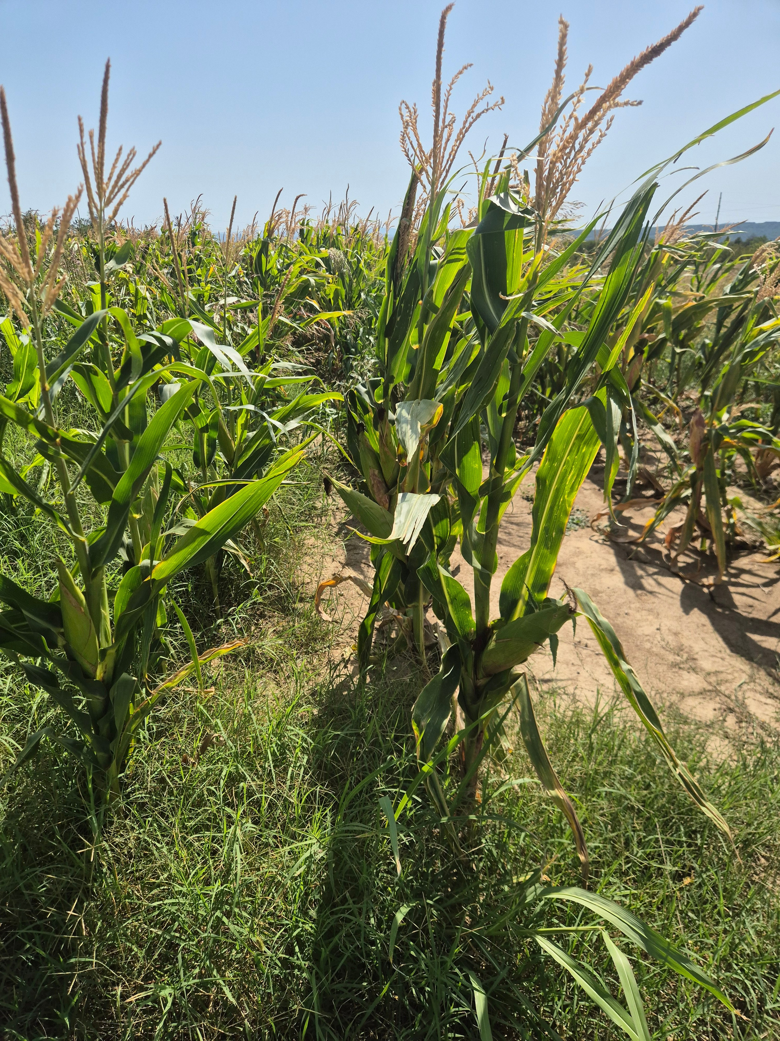 Из Белграда последняя вылазка в Голубацкую крепость. Хотели попасть в первые дни туда, а последние полностью посвятить Белграду. Во время почитали расписания и скорректировали планы
