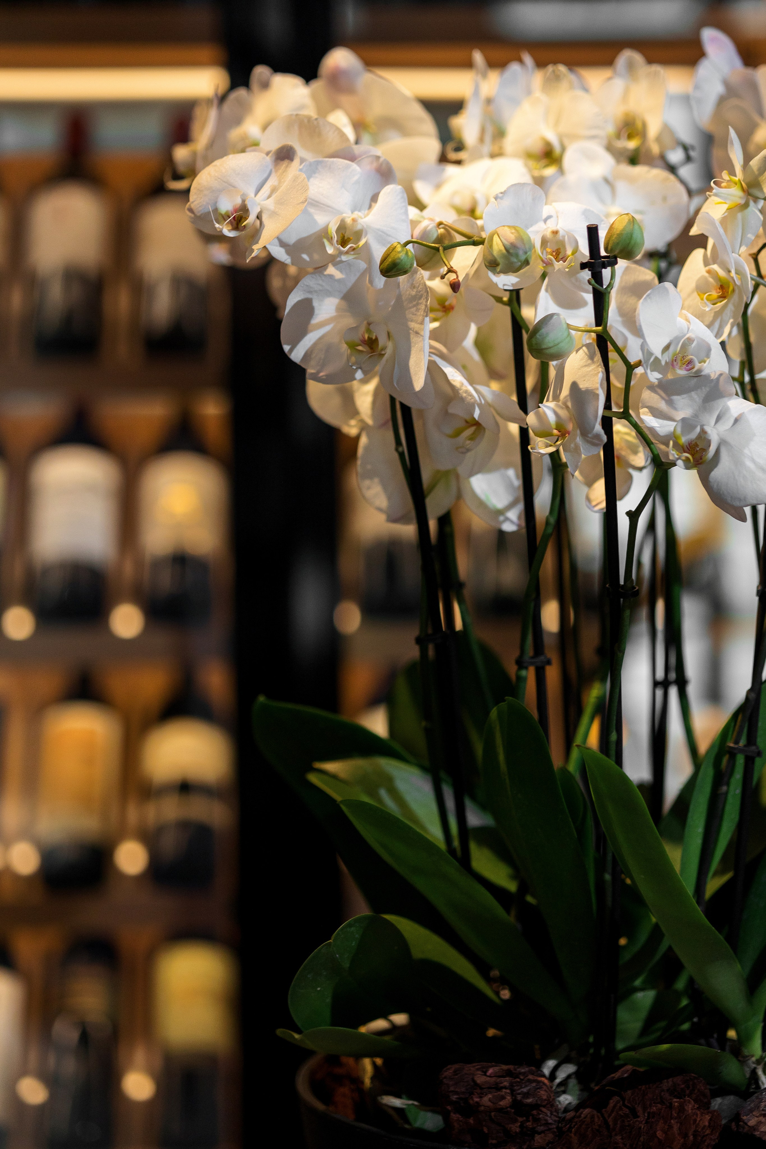 SEMIFREDDO. Фуд фотограф в Москве и МО Александр Ласковенков