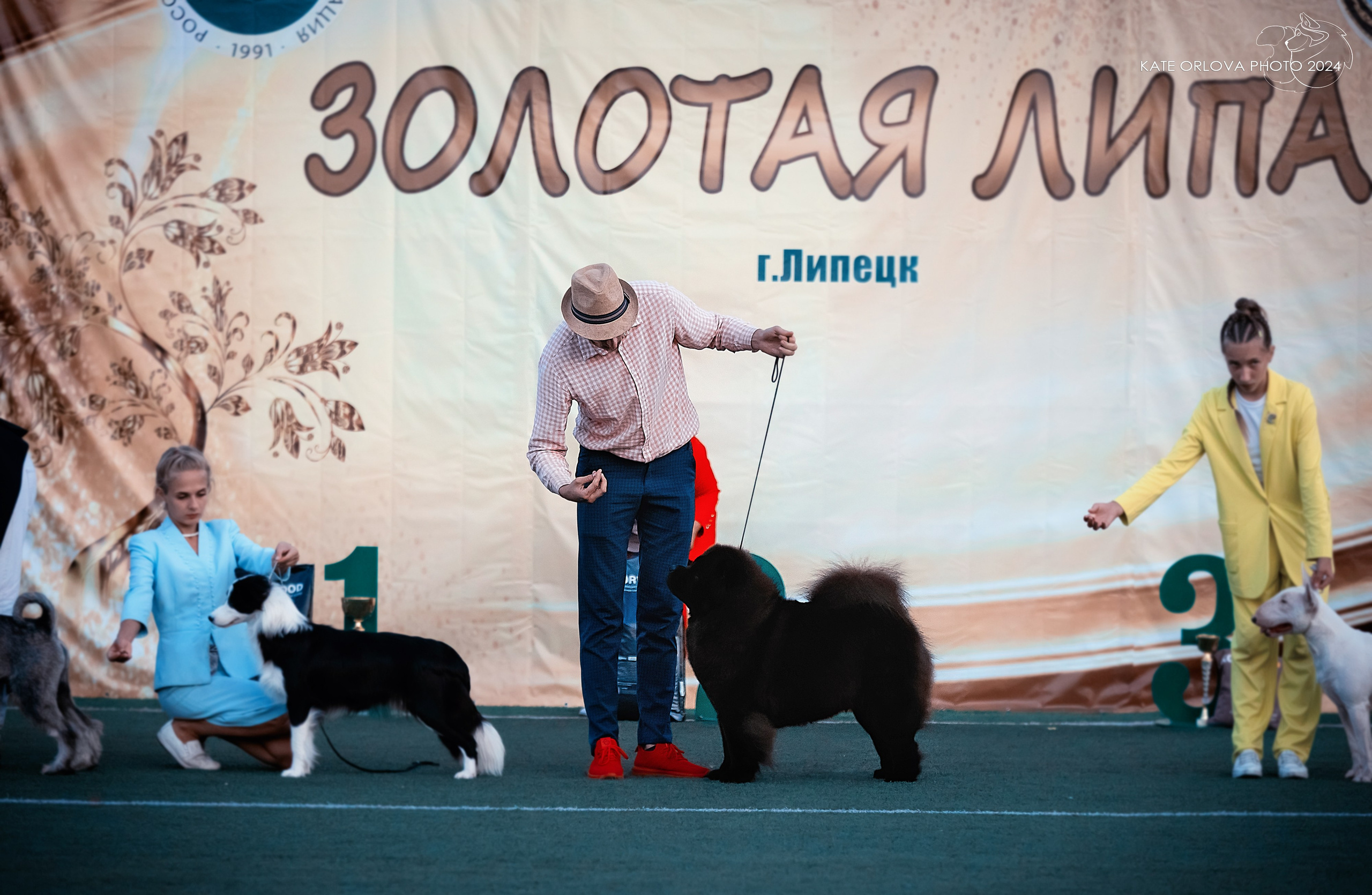 Фотосъемка собак, щенков, на выставках, фотограф анималист Россия воронеж. Питомник собак Акита, Хаски, Корги