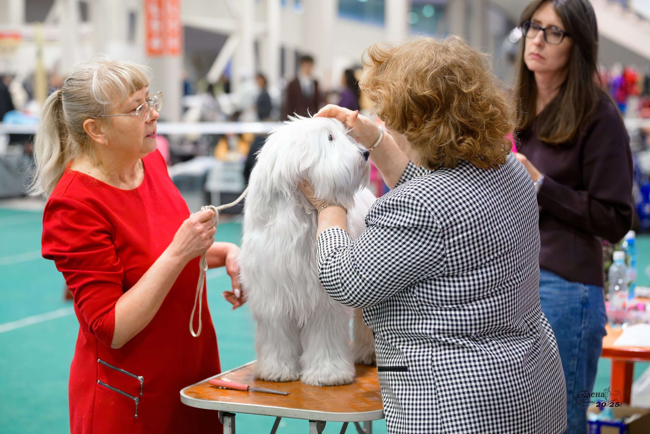 6-7.12.2025 г.Новосибирск. Фотограф анималист Елена Галдина г. Красноярск