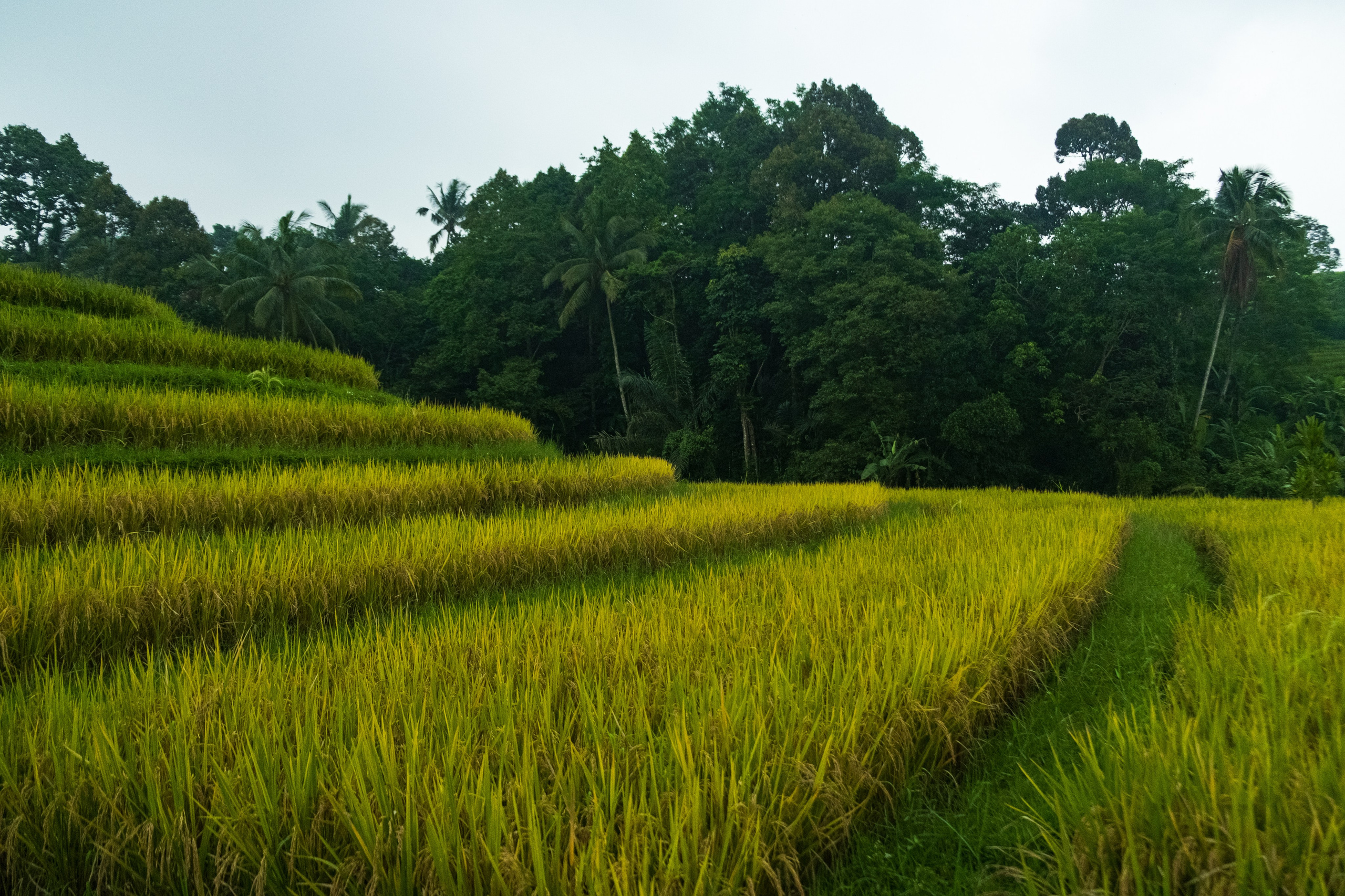 Остров Бали. Фотографии из путешествий