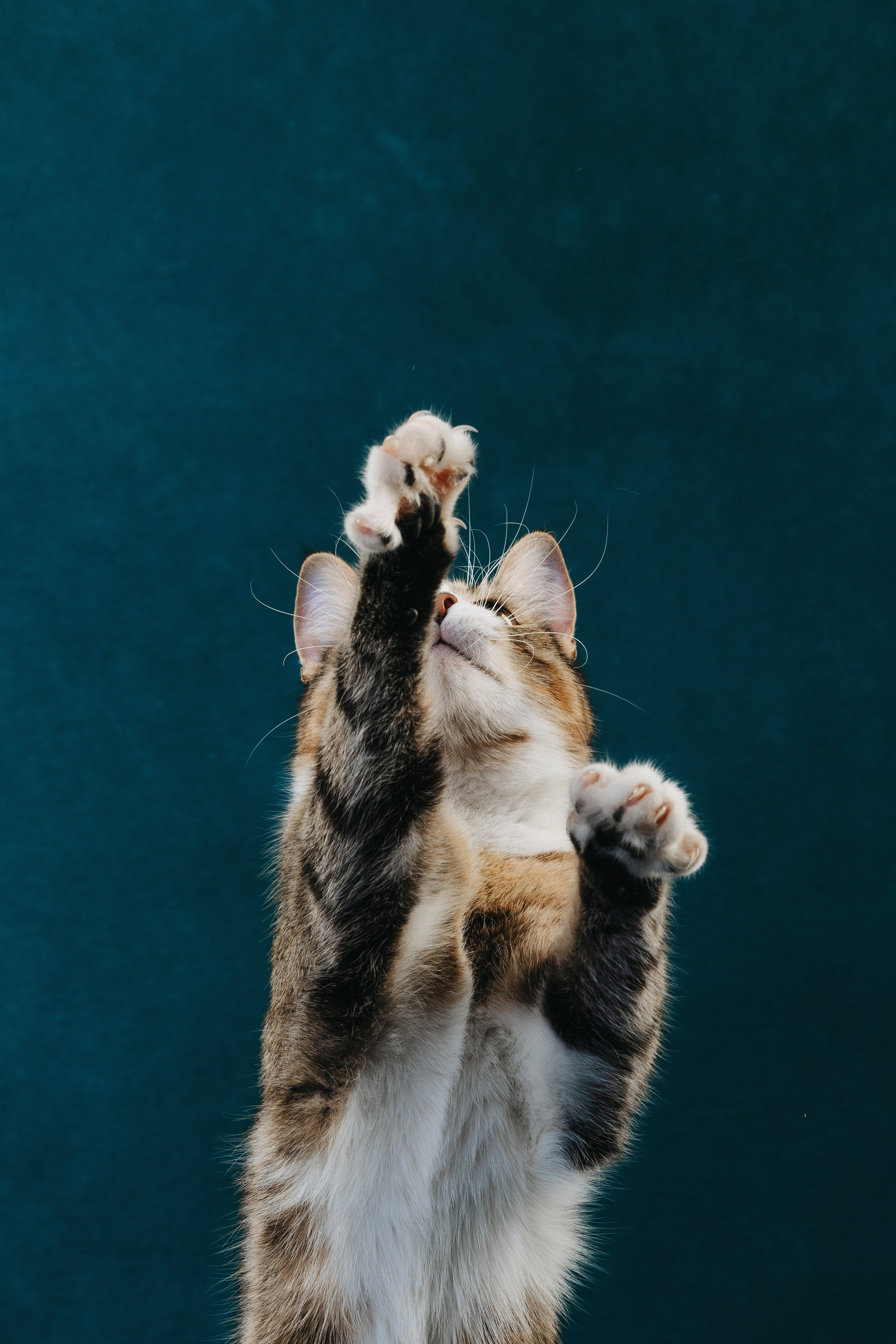 Коты Сет и Квентин. Фотограф анималист Осипчикова Мария