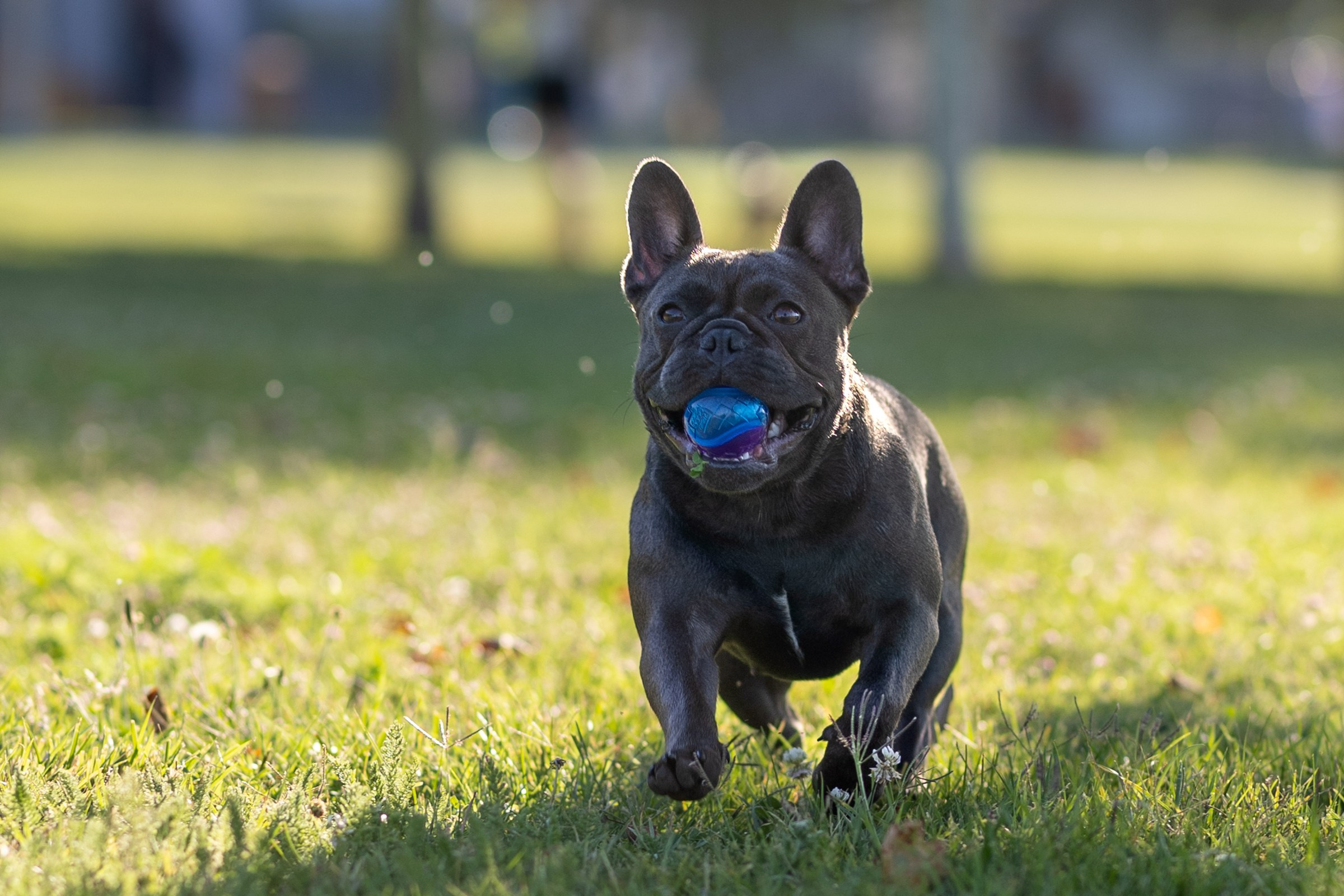 Сладкое лето. Фотограф-анималист в Москве Кириллова Татьяна