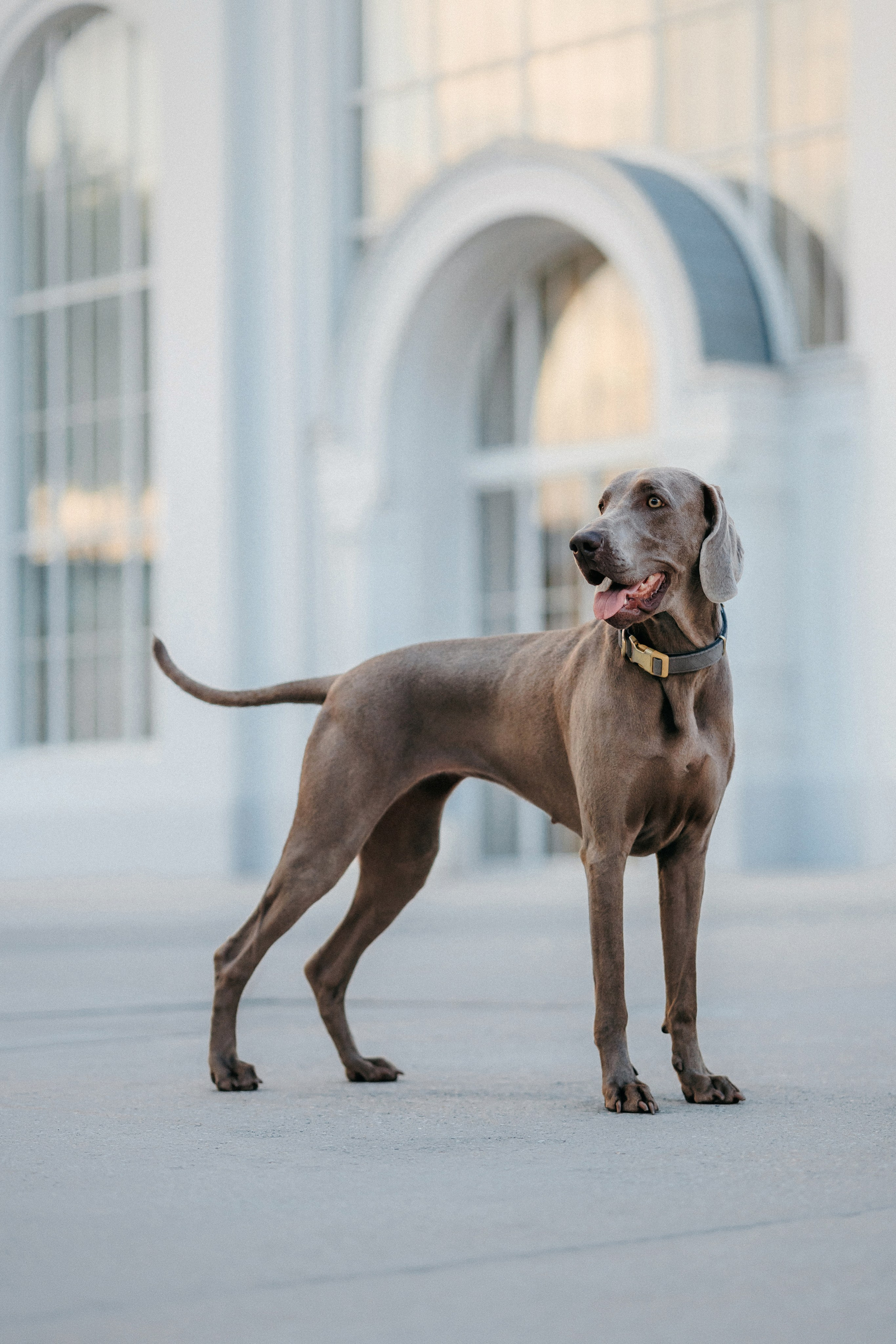 Соня и Майли. Фотограф-анималист Елена Радченко, Москва
