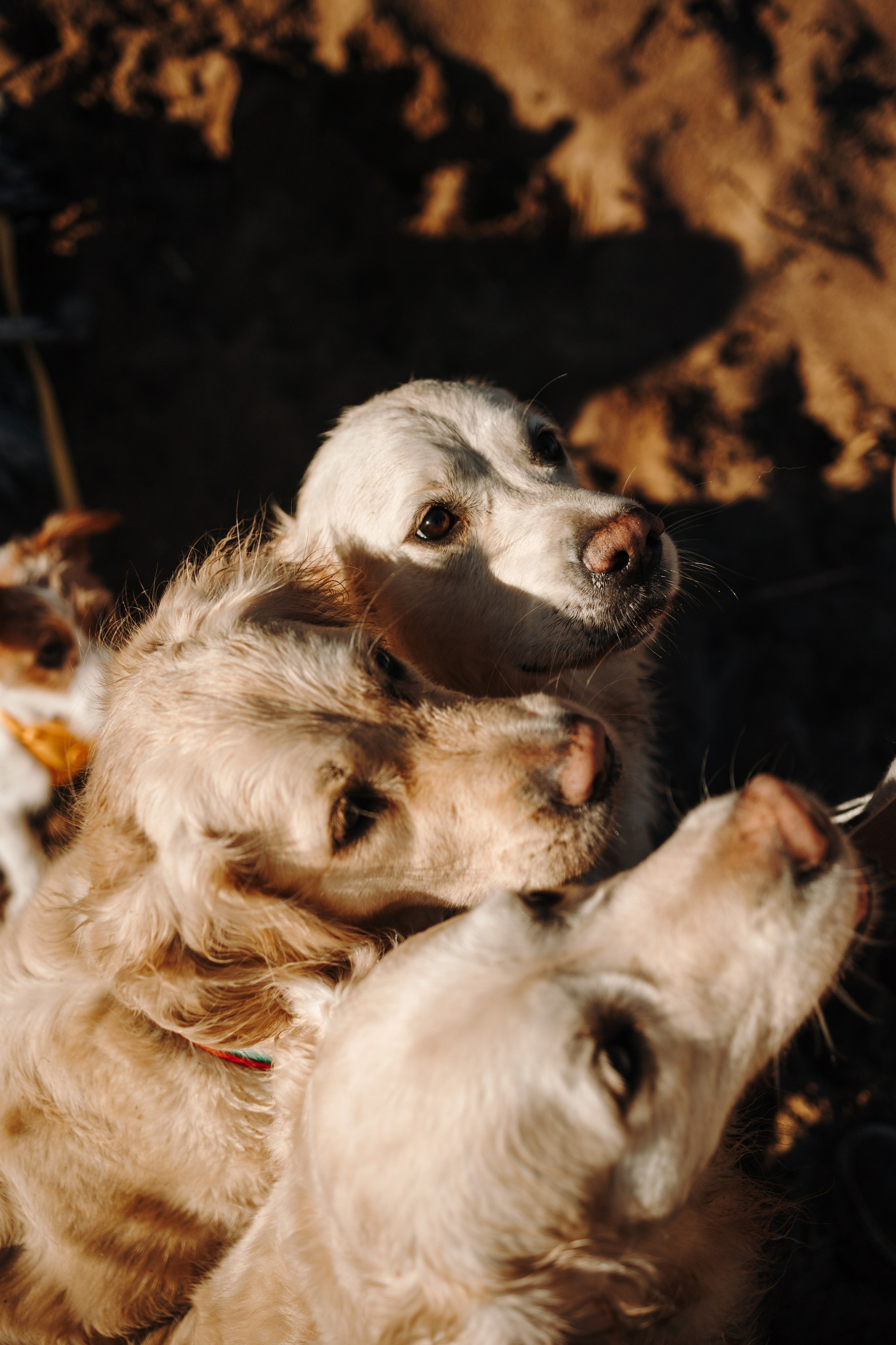 Катя и ее девочки. Фотограф — Анималист | Санкт-Петербург