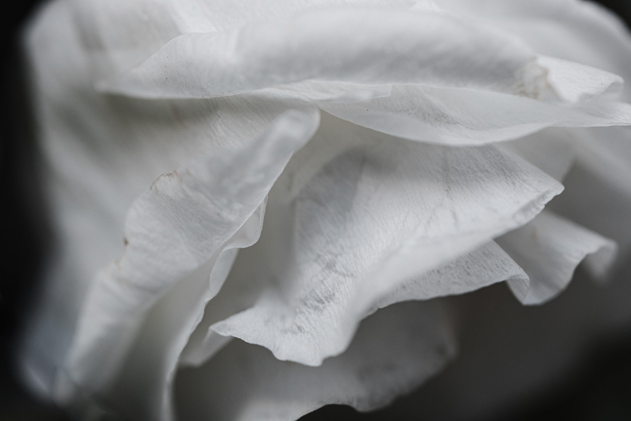 Leo + Liza. Антон Айрис | Anton Iris — стильно сниму твою свадьбу и депрессию