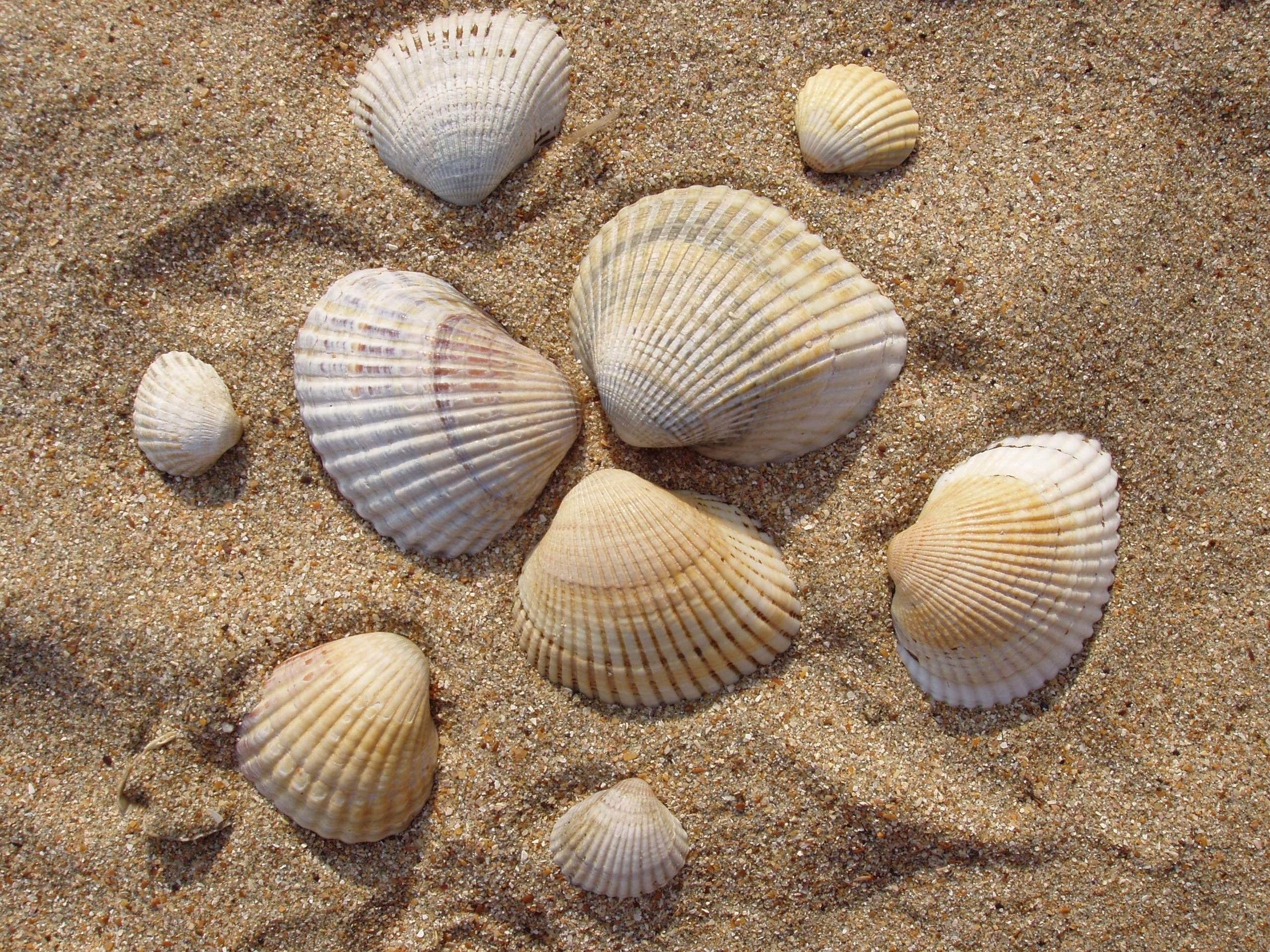 Отпуск 13.07-24.08. Семейный, Свадебный фотограф СПБ Питер— Романова Екатерина