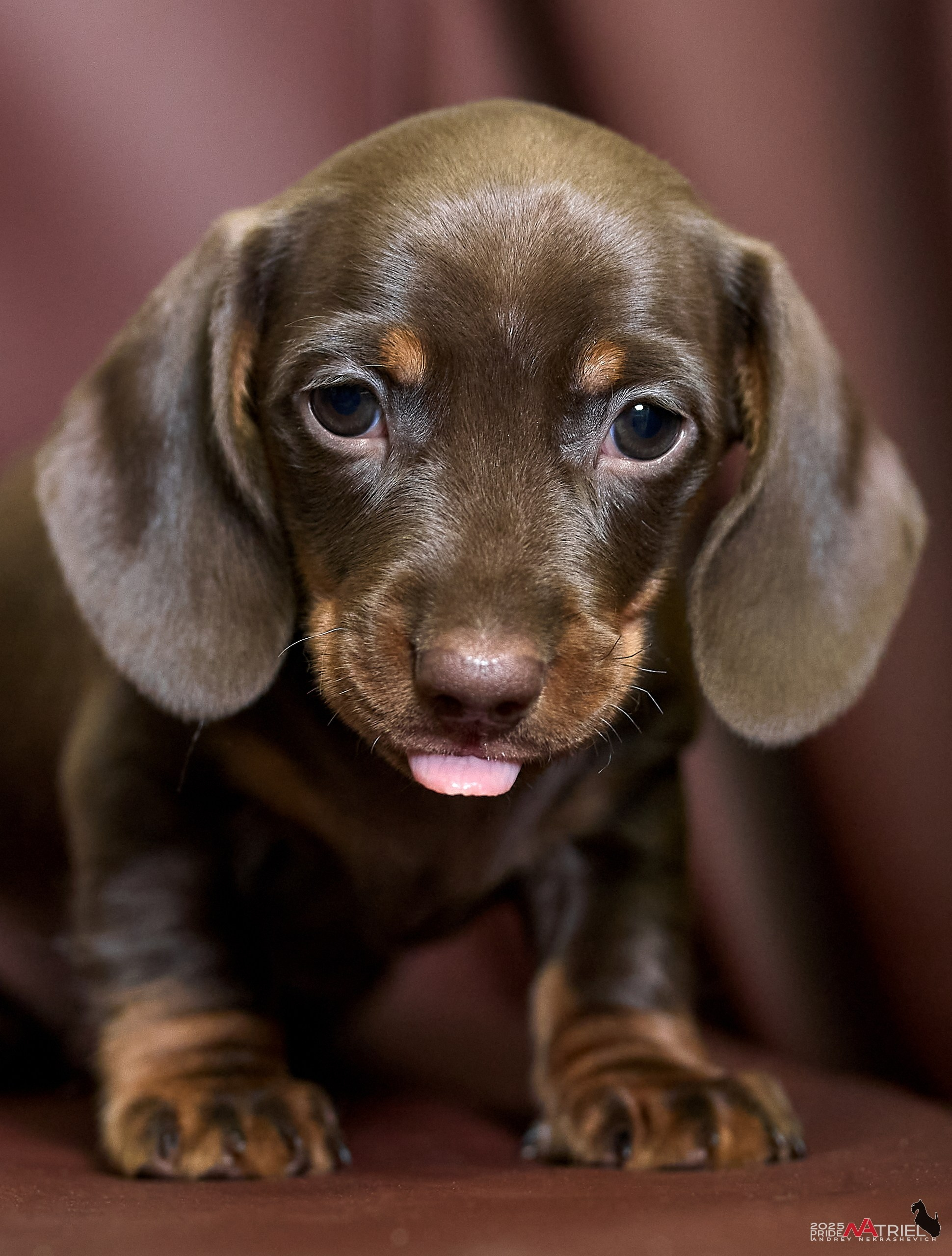 Съемка щенков таксы с мобильным светом