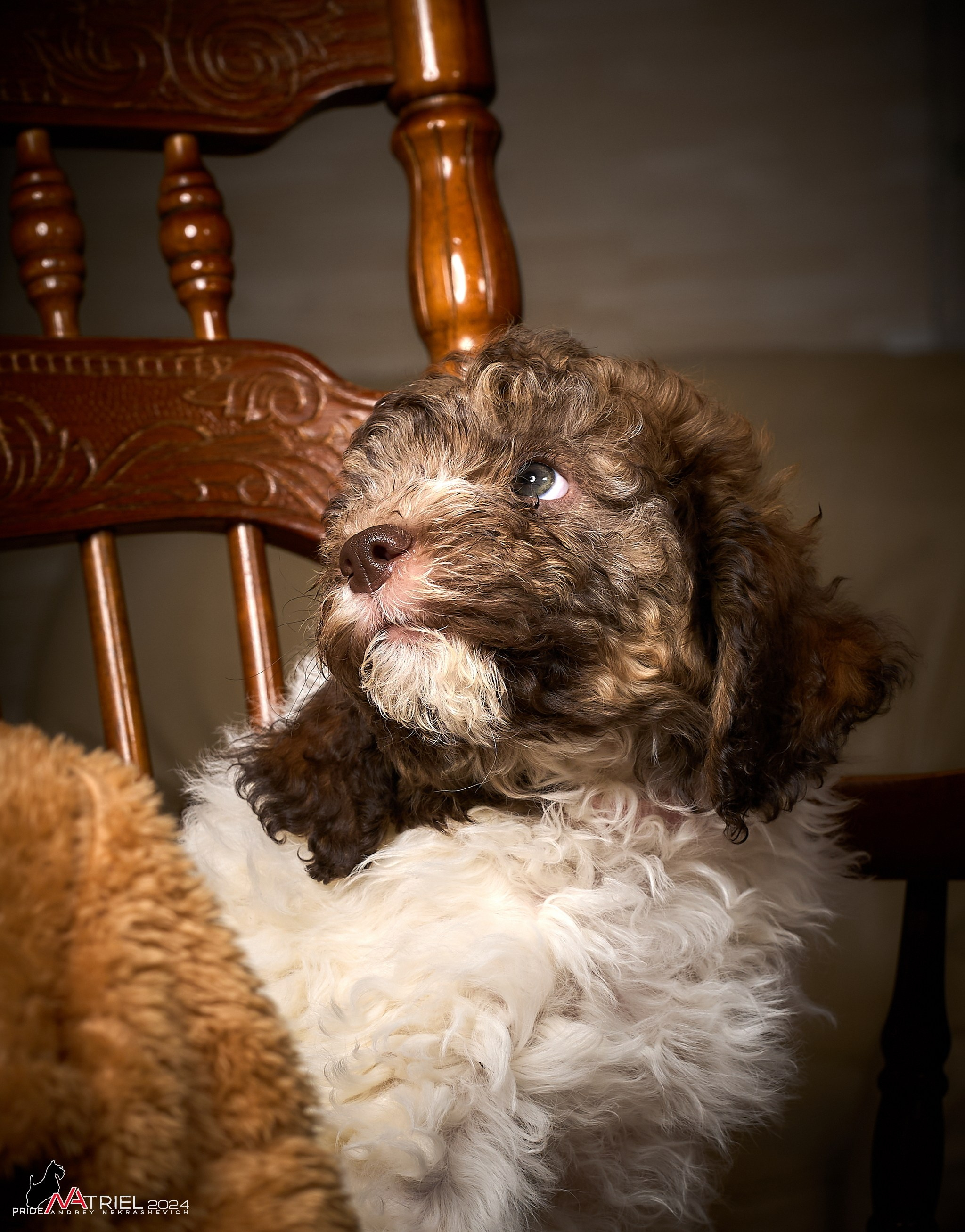 Съемка щенков лаготто дома с мобильным светом