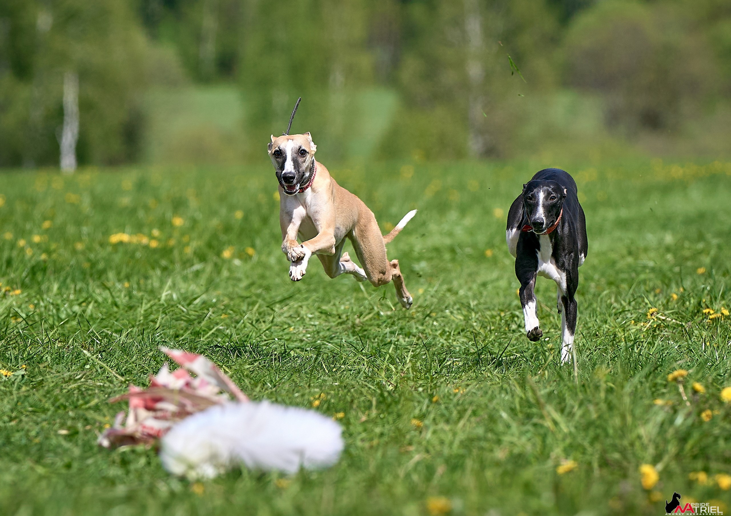 Съемка курсинг — галерея NATRIEL