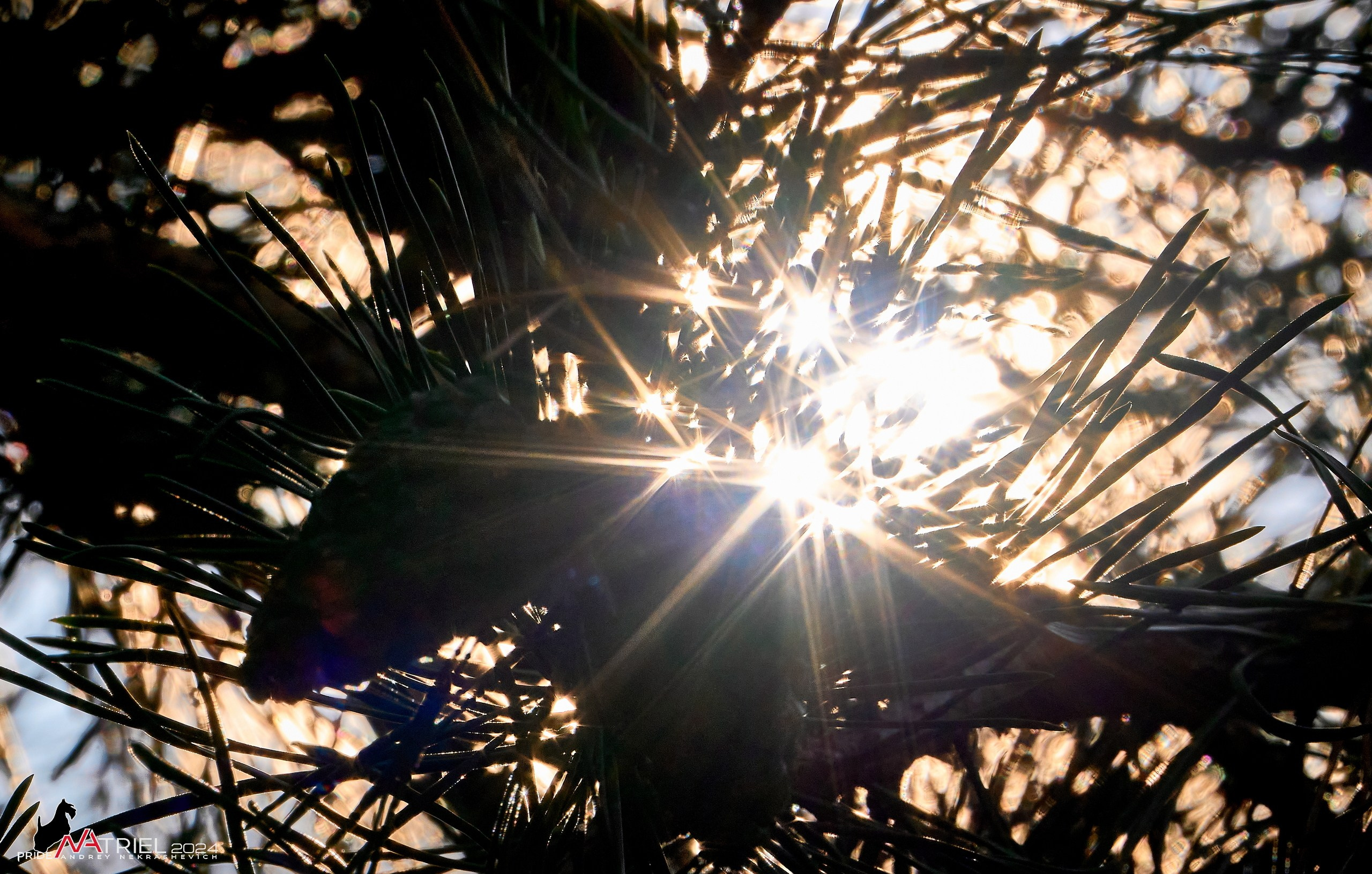 Съемка природы, макро