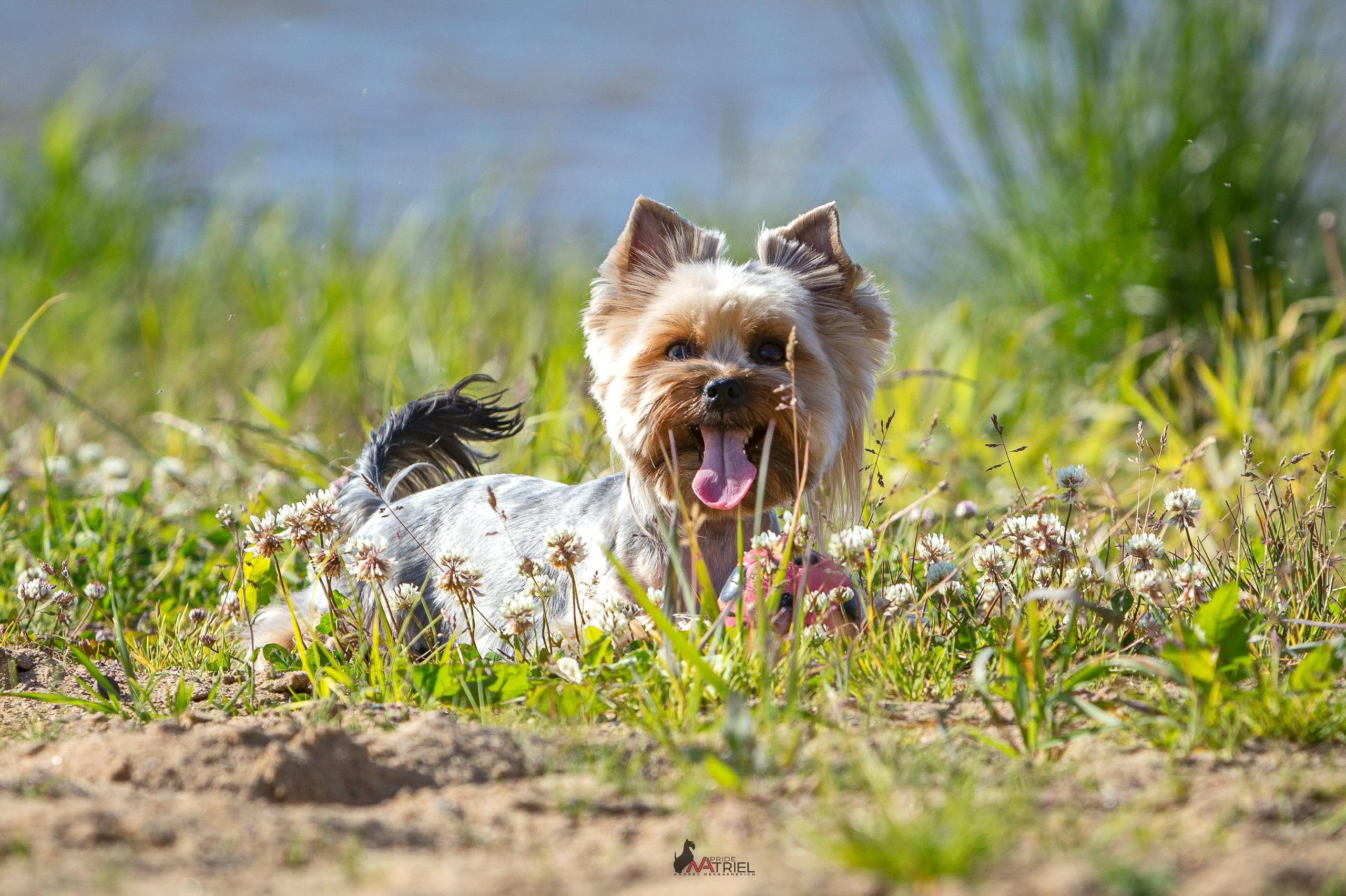 Йоркширский терьер Циля