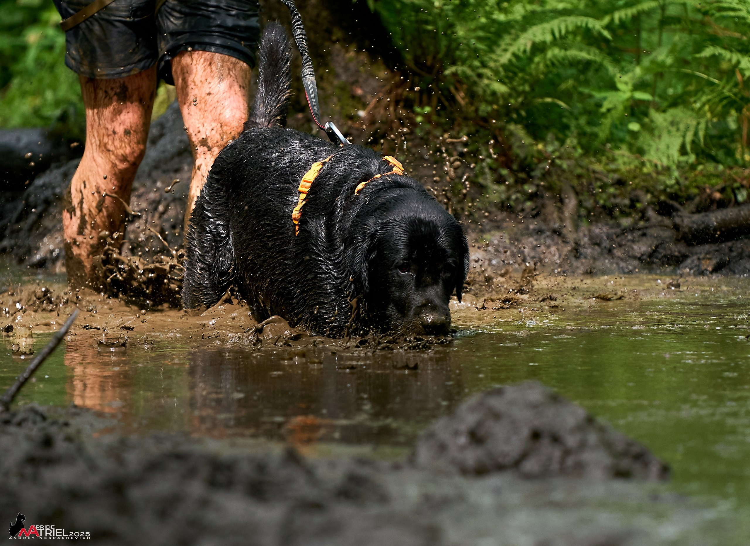 Russian Extreme Dog Trail — 2025