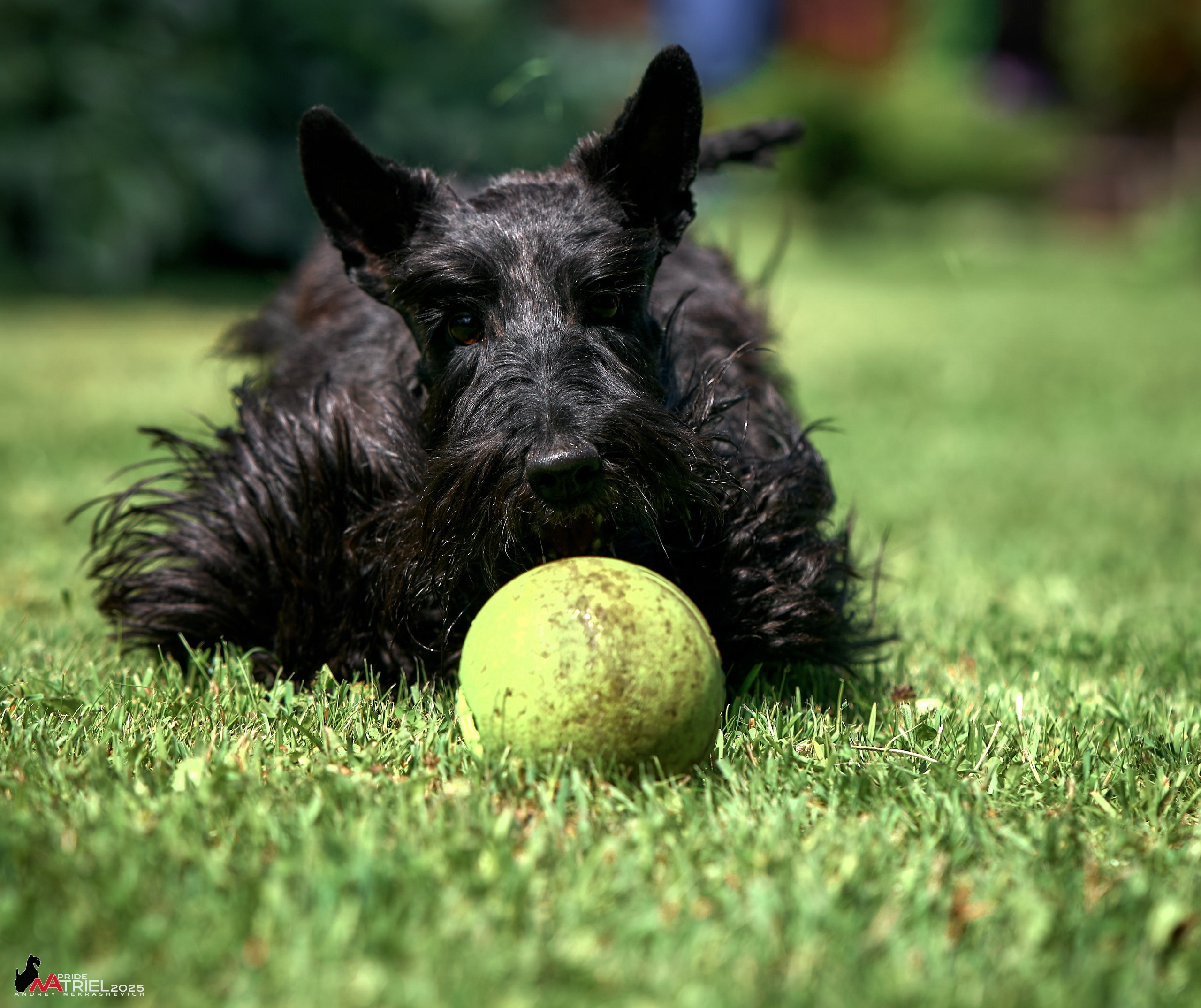Алабаи и скотч-терьеры в питомнике у Ольги