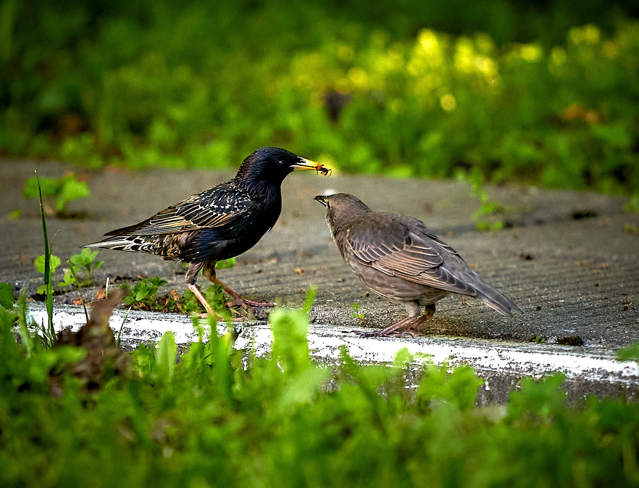 Фото птиц — галерея NATRIEL