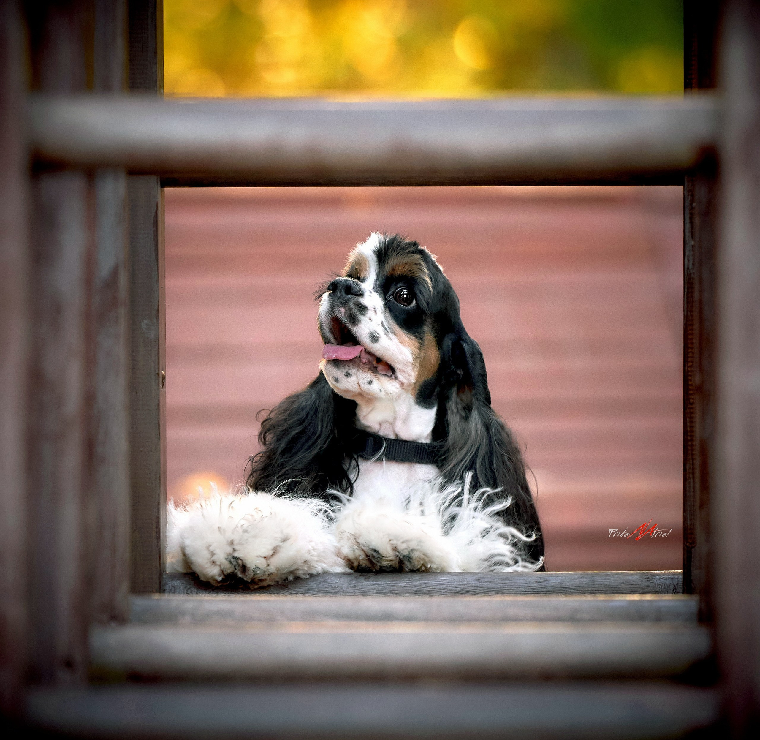 Портреты собак — галерея NATRIEL