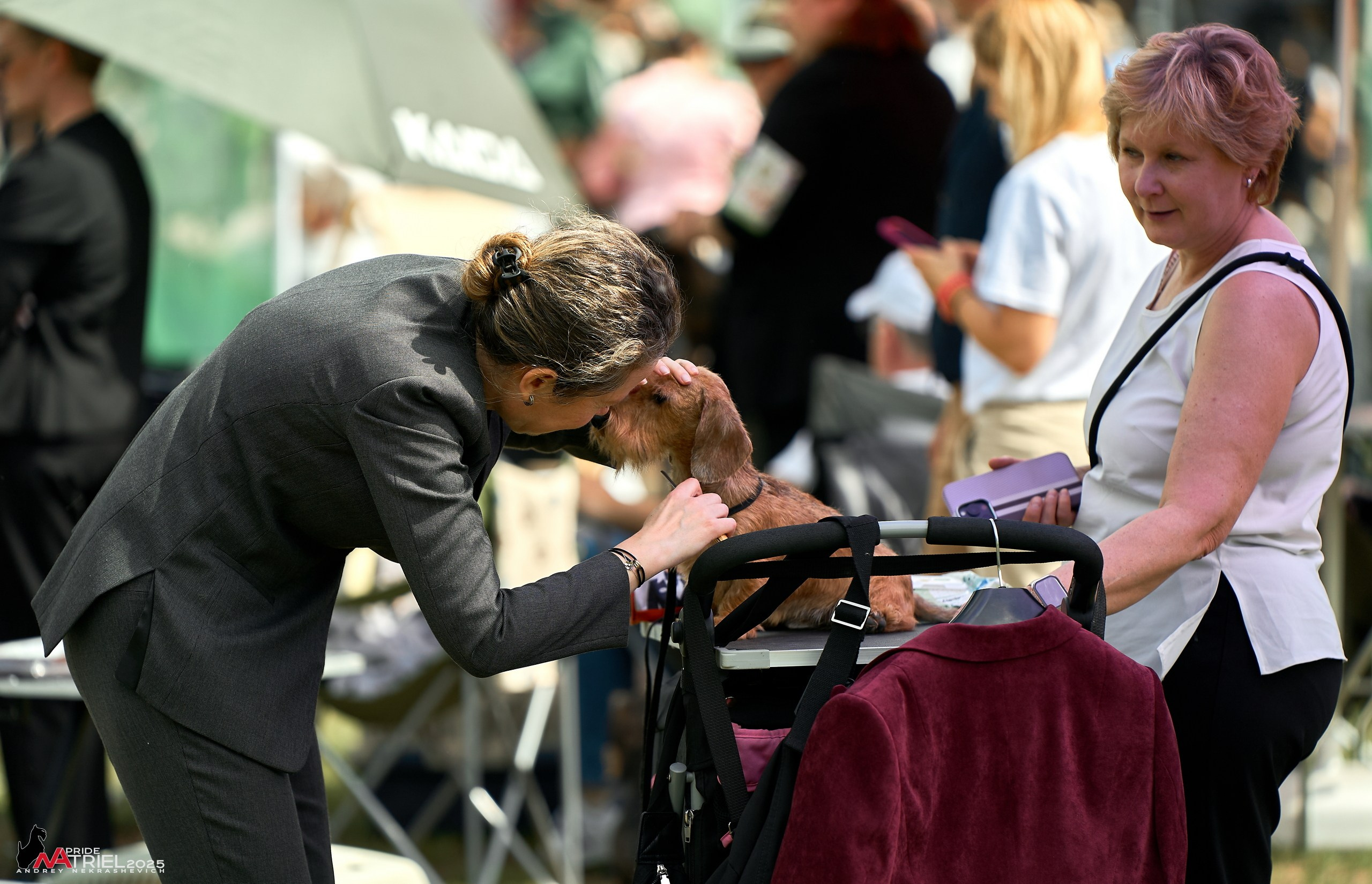 Выставка собак Суздаль-Владимир