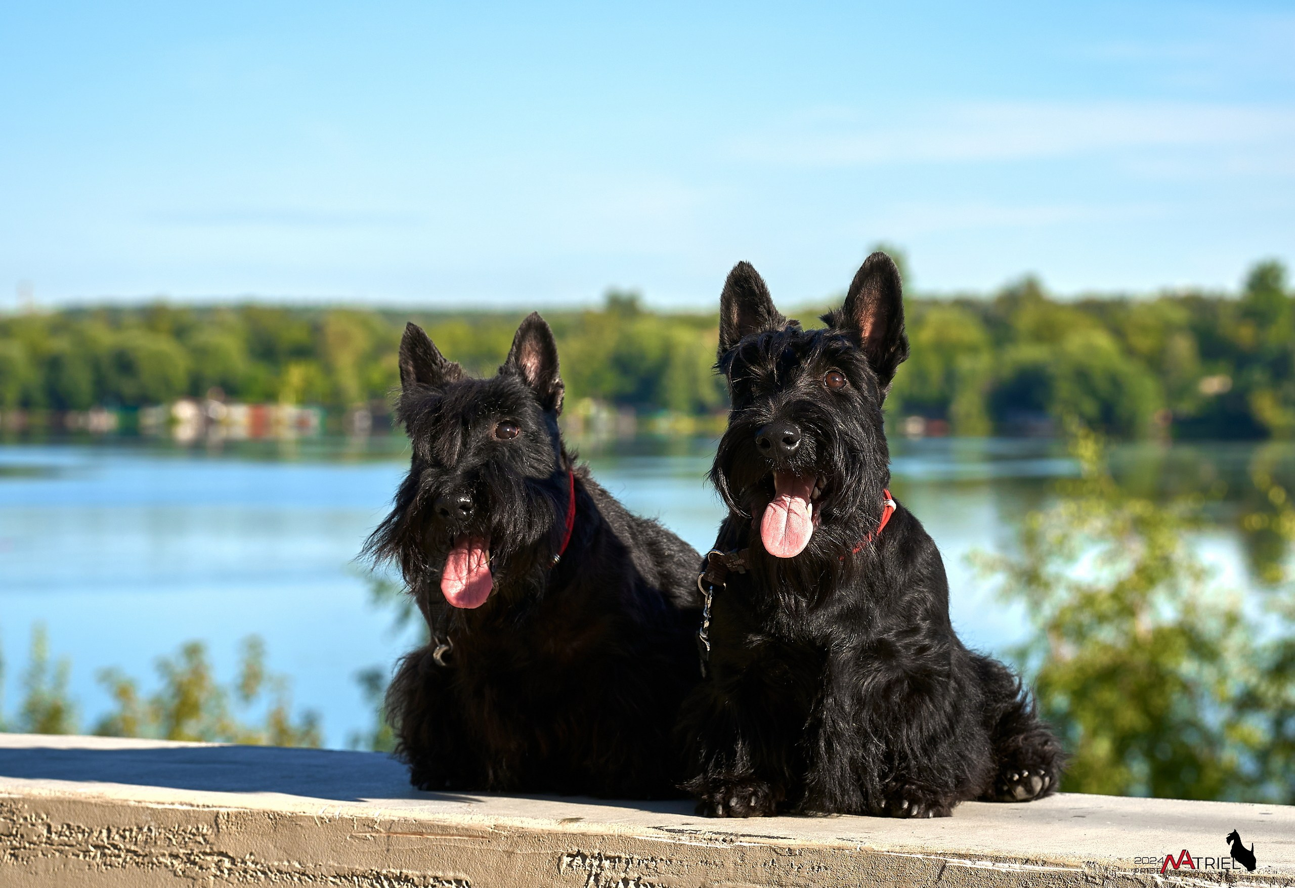 Семейная фотопрогулка с собаками
