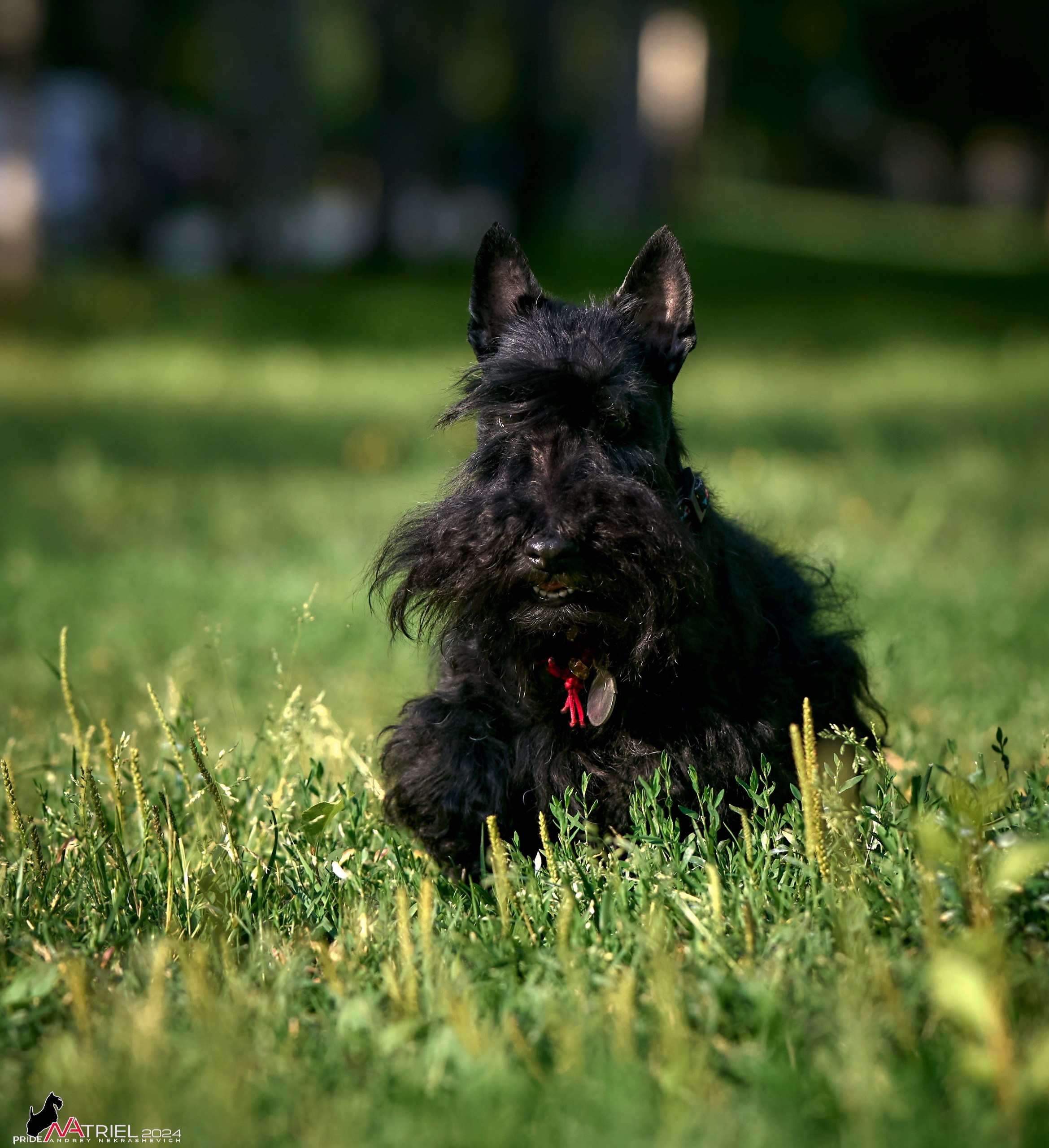 Фотопрогулка с собаками Бася и Циля