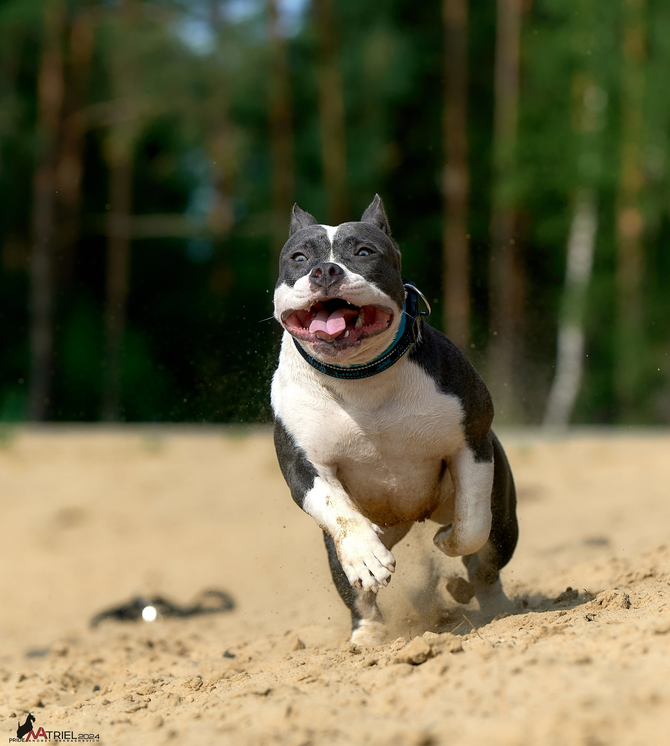 Фотопрогулка с булли