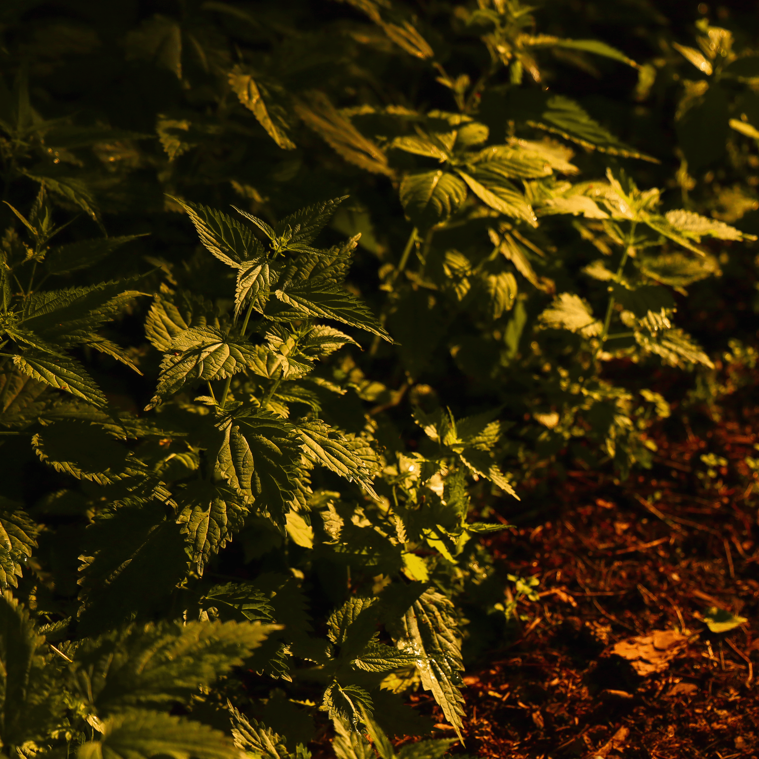 Summertime. Фотограф/дизайнер в Екатеринбурге Хитрый Дмитрий