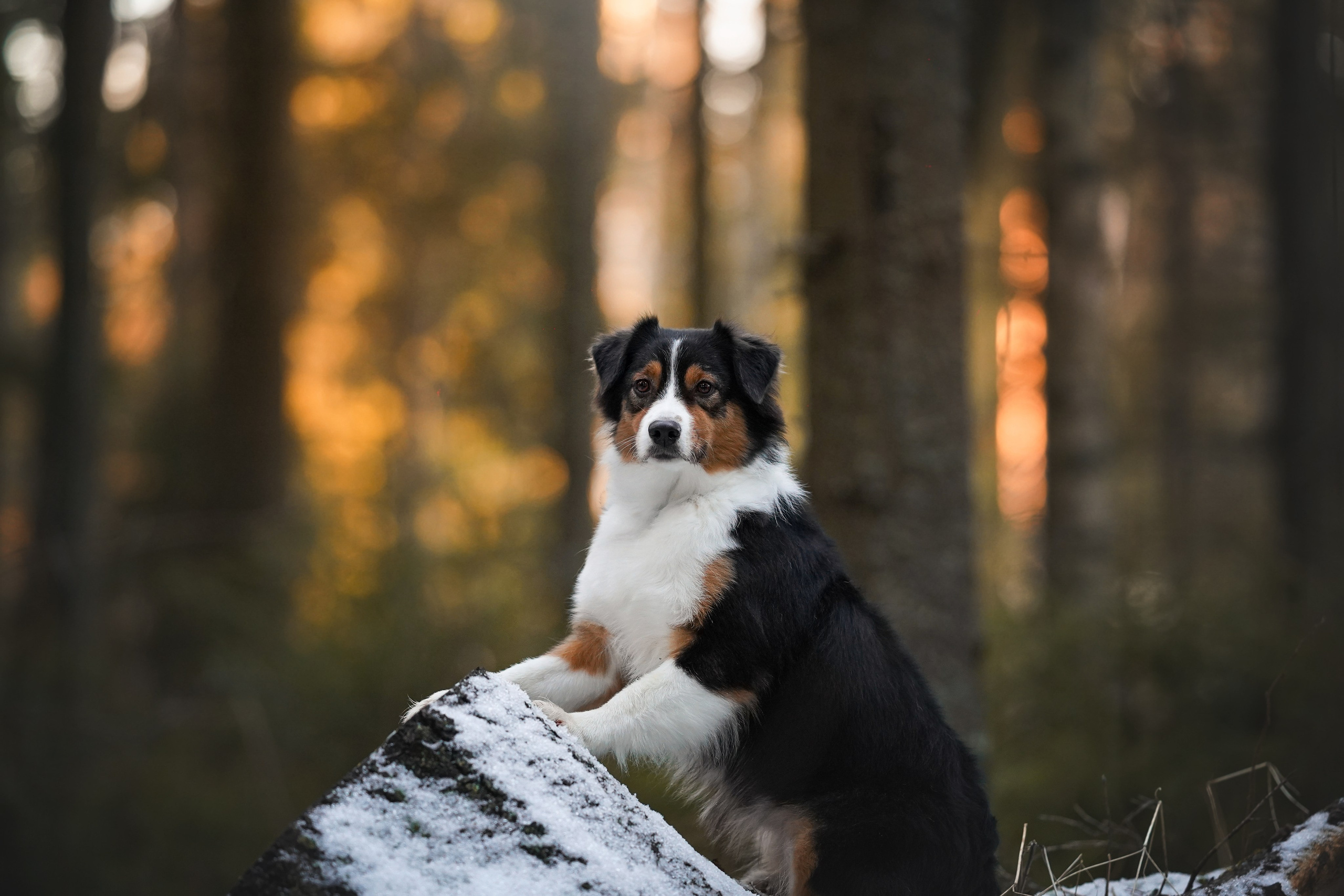 Бэст Айла и Панда. Фотограф-анималист в Санкт-Петербурге Яна Мартынова