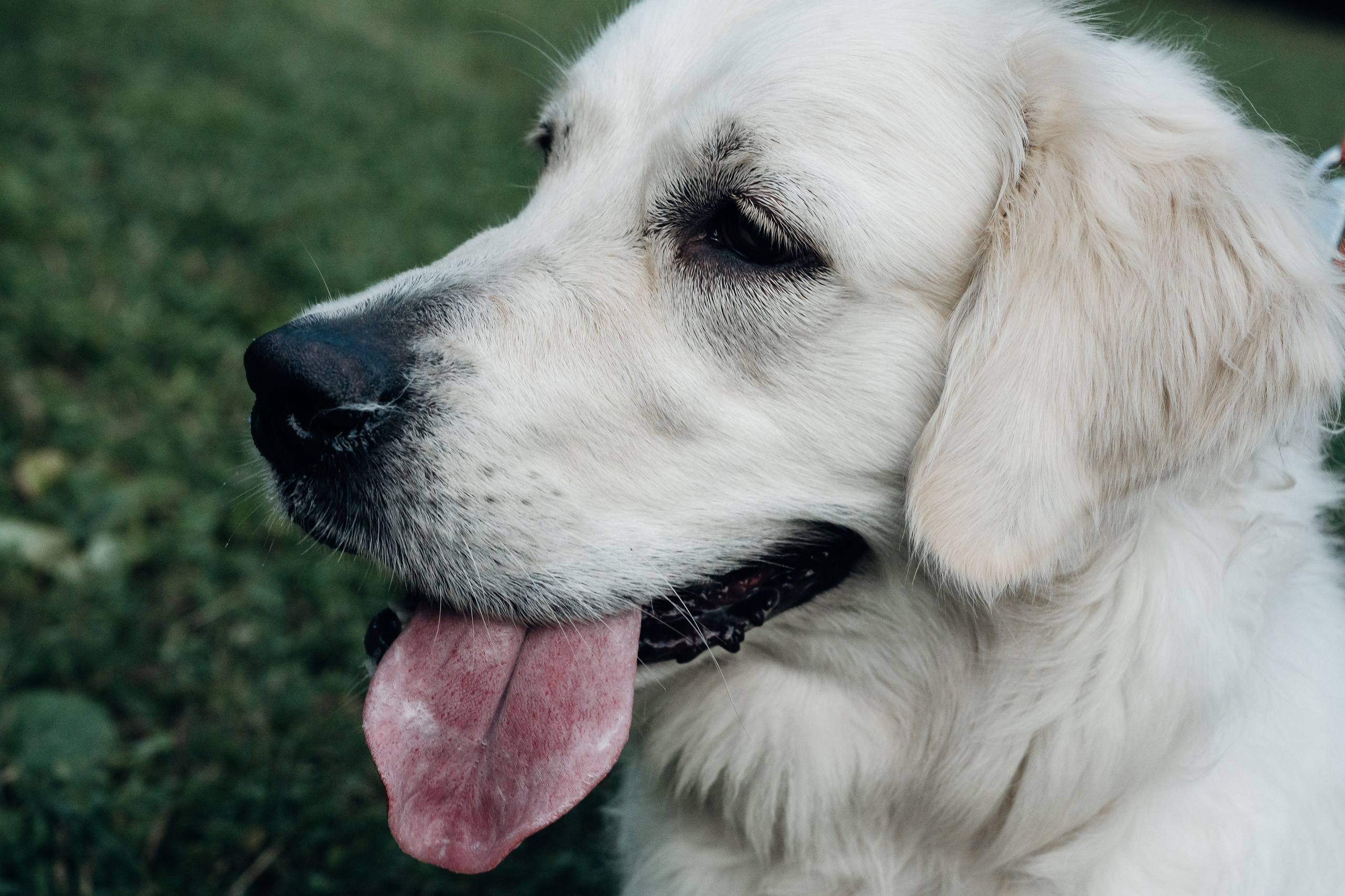 Светлана и Джесси. Фотограф и видеограф в Тюмени Екатерина Чернецкая