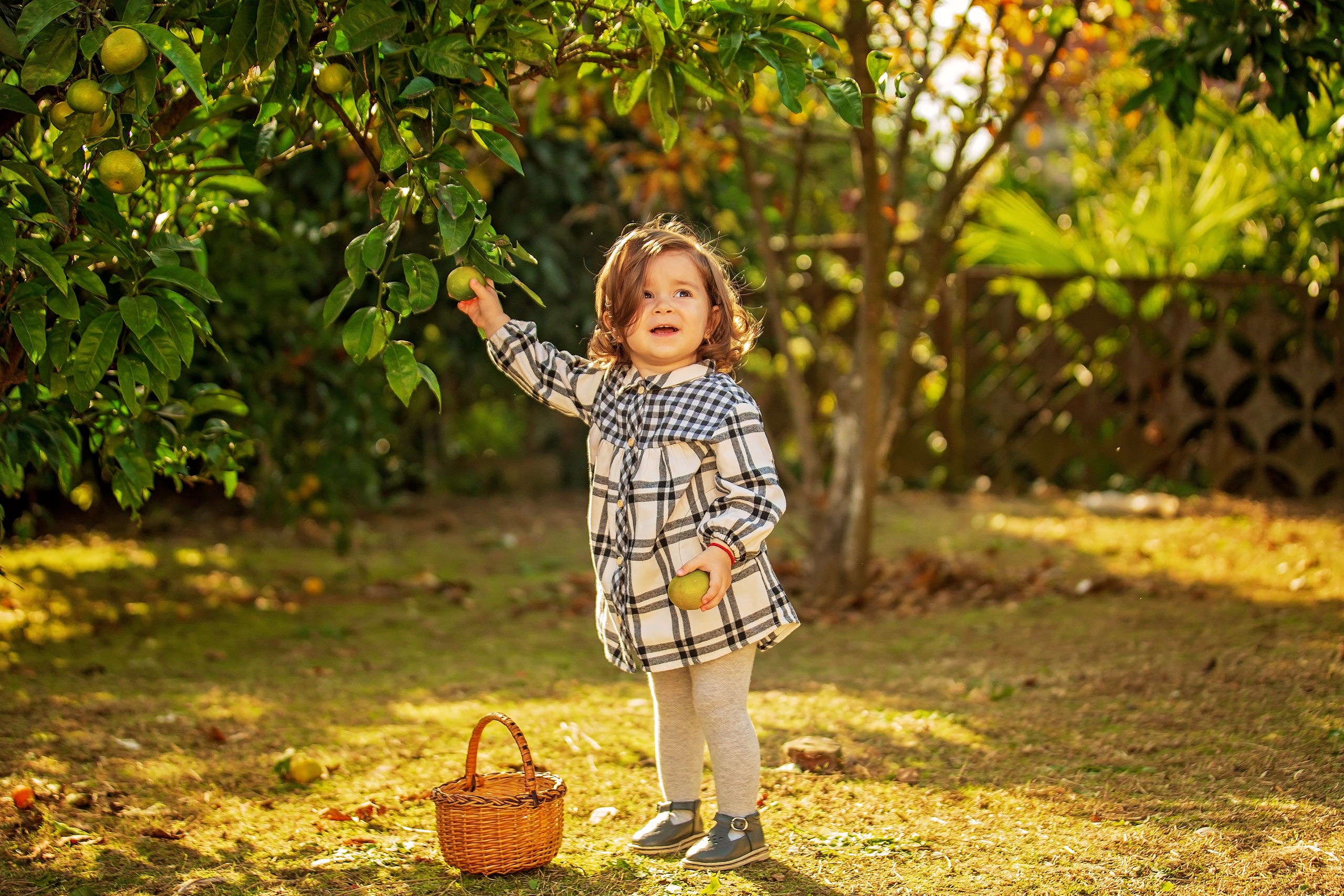 Фотоистория Миры, о том, как она собирала мандаринки…. Свадебный и семейный фотограф в Абхазии Эля Цишба