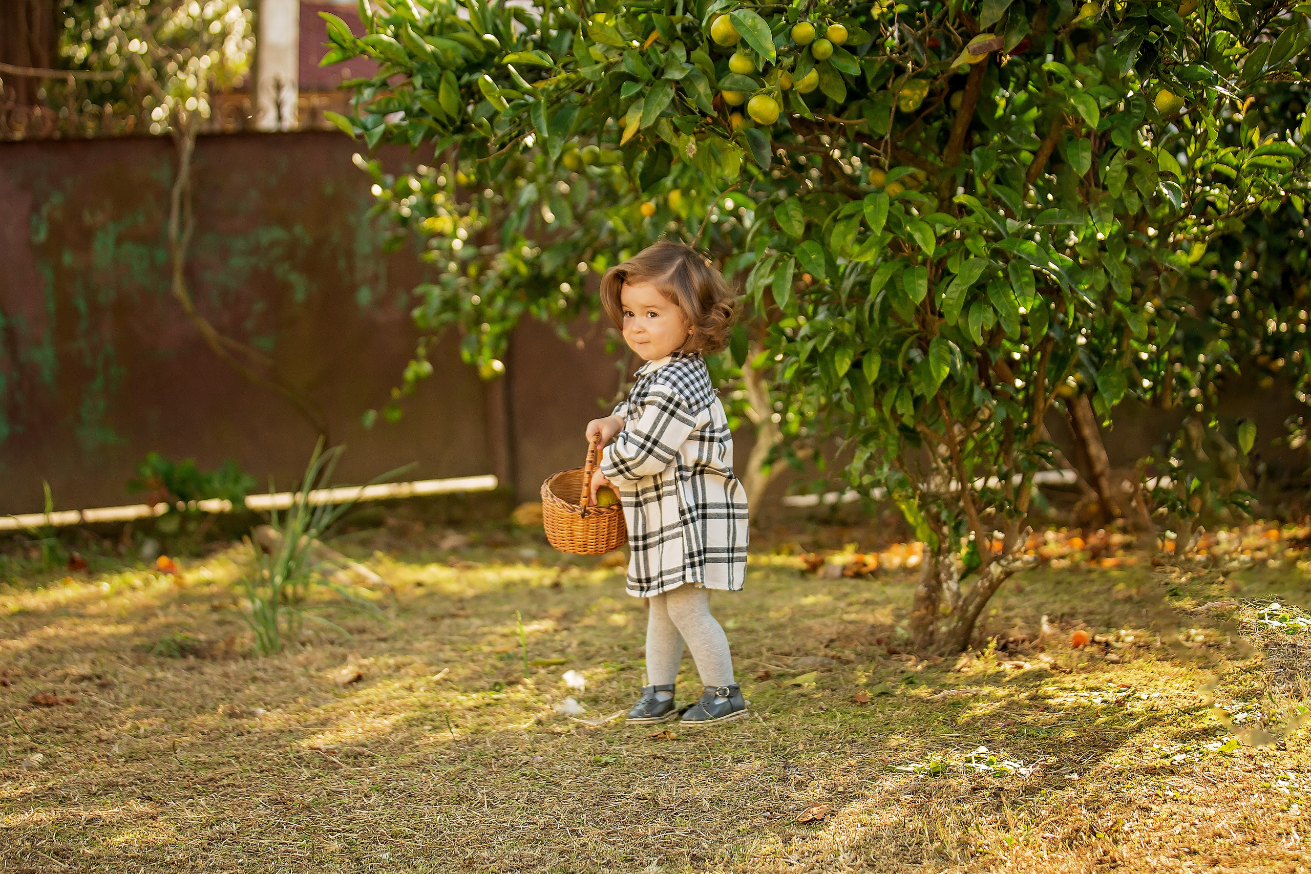 Фотоистория Миры, о том, как она собирала мандаринки…. Свадебный и семейный фотограф в Абхазии Эля Цишба