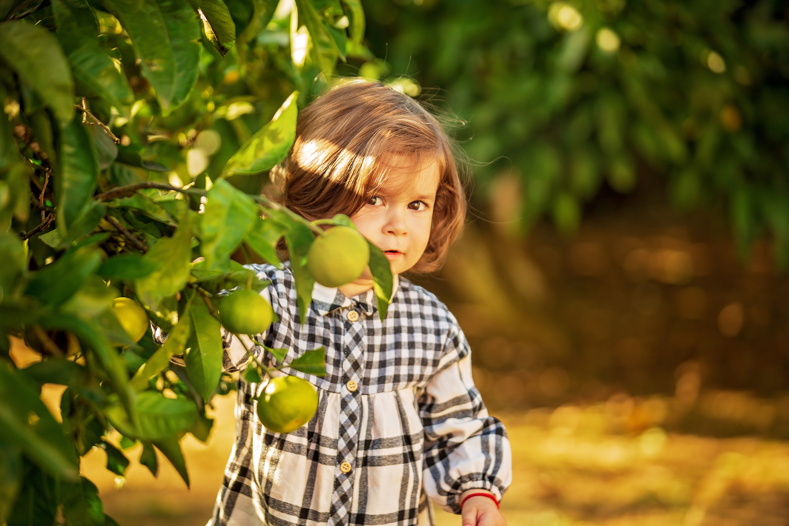 Фотоистория Миры, о том, как она собирала мандаринки…. Свадебный и семейный фотограф в Абхазии Эля Цишба