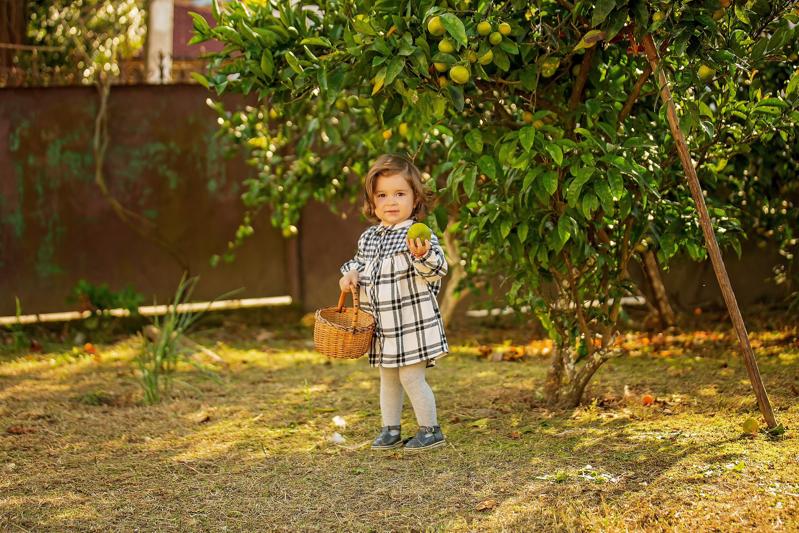 Фотоистория Миры, о том, как она собирала мандаринки…. Свадебный и семейный фотограф в Абхазии Эля Цишба