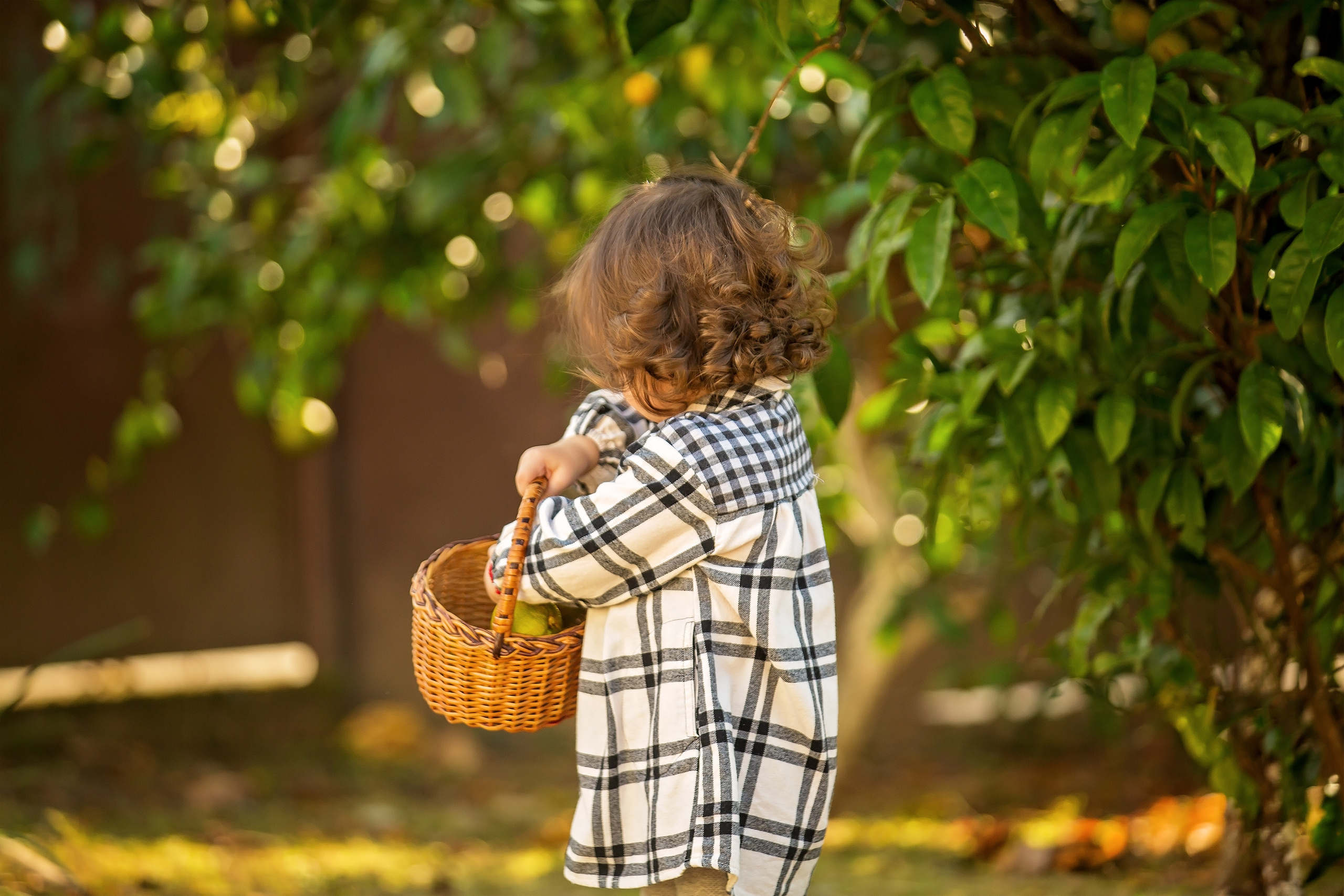 Фотоистория Миры, о том, как она собирала мандаринки…. Свадебный и семейный фотограф в Абхазии Эля Цишба