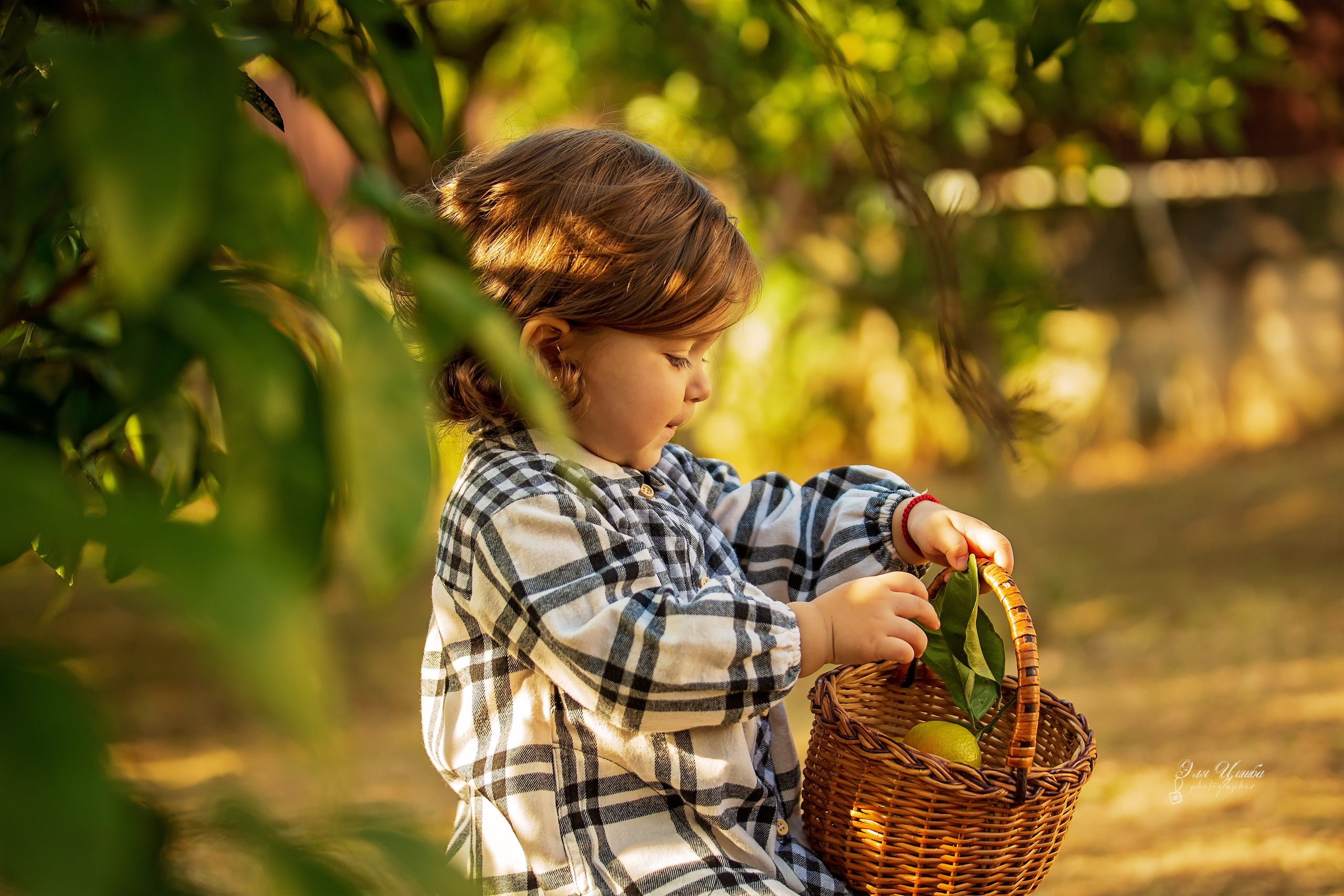 Фотоистория Миры, о том, как она собирала мандаринки…. Свадебный и семейный фотограф в Абхазии Эля Цишба