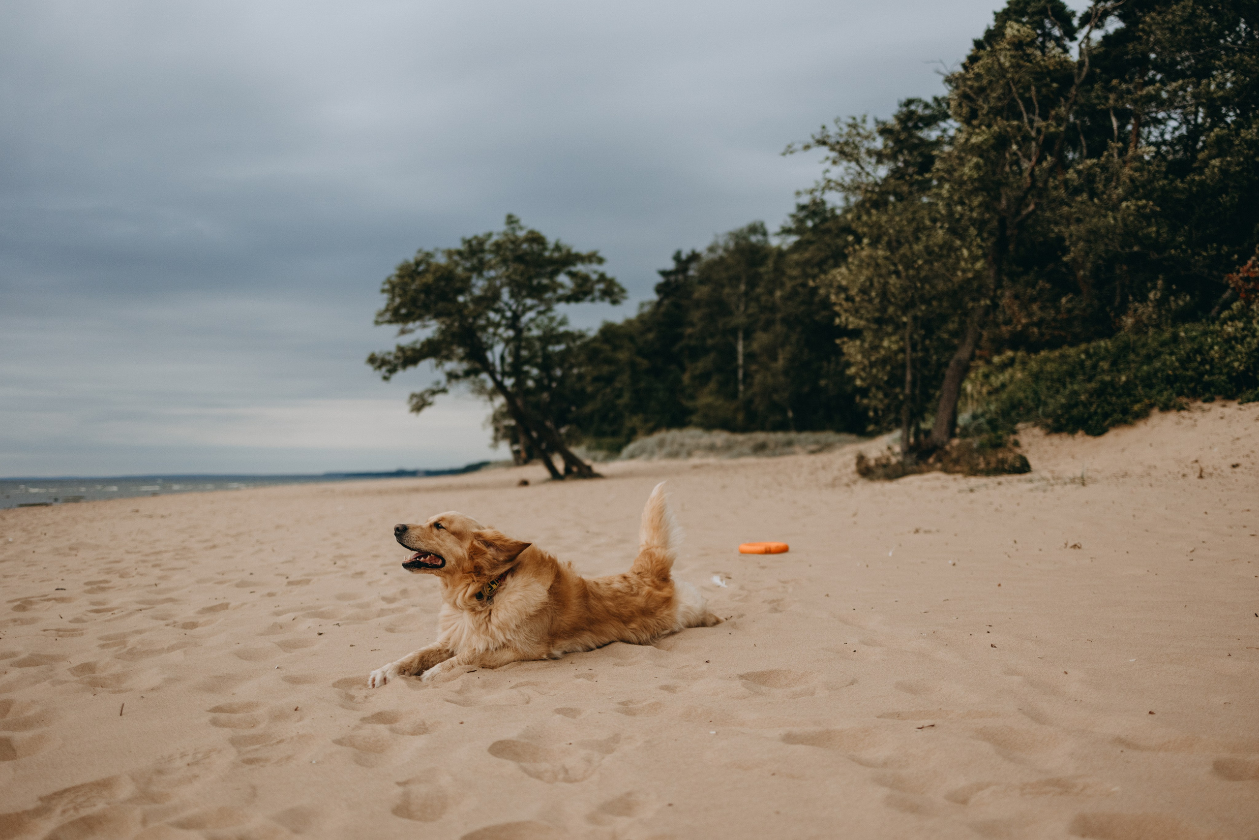 Фоси и его семьи. Фотограф — Анималист | Санкт-Петербург