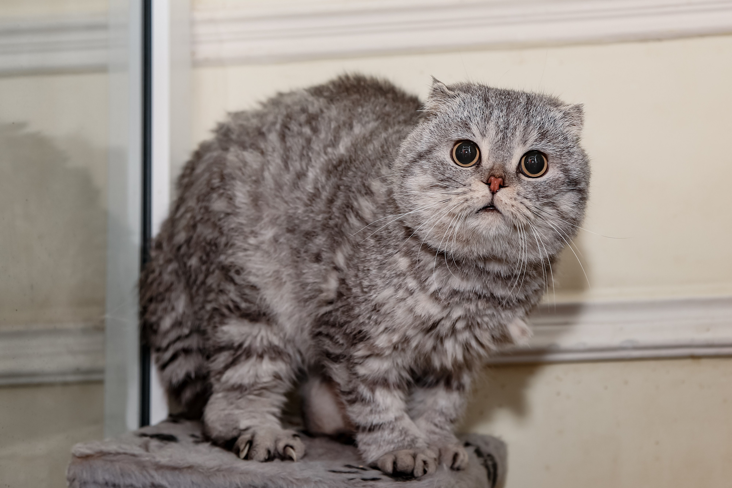 Приют Кошкин Дом Филимоша. Ваш фотограф в Оренбурге Рощупкина Екатерина