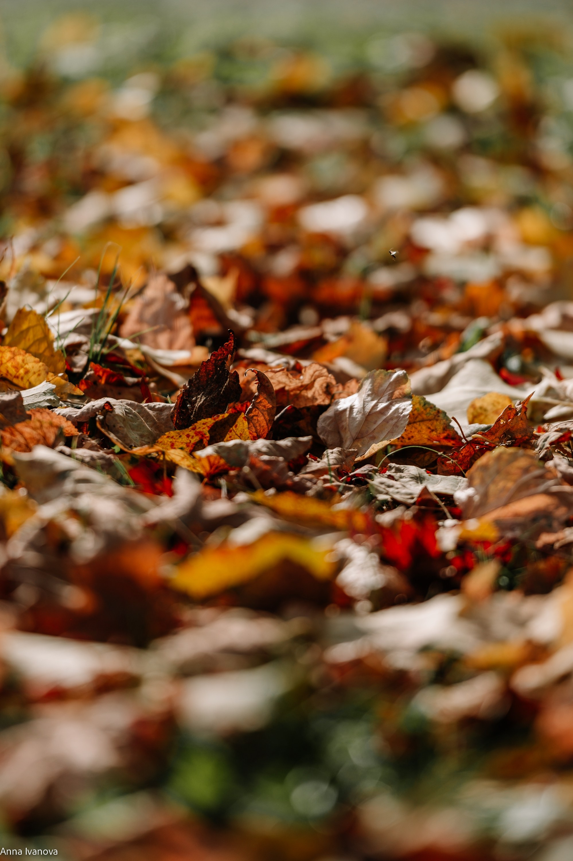 Свадебная фотосессия. Анна Иванова Свадебный Фотограф Чебоксары