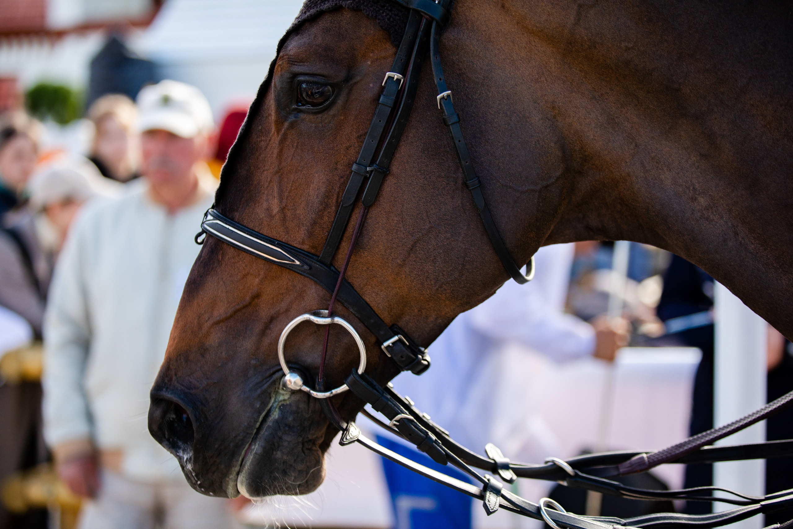 Турниры. Veronika Makeeva horse photo
