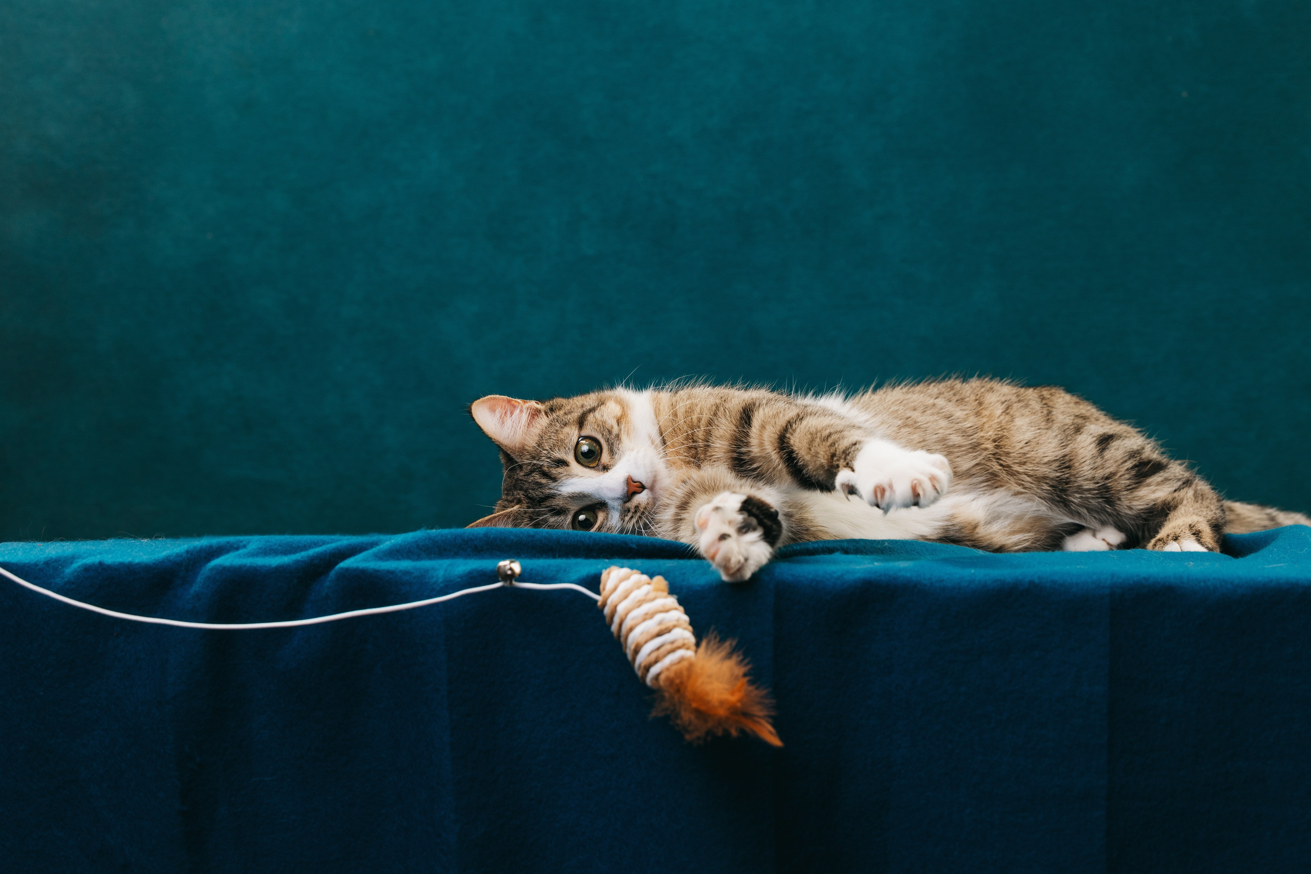 Коты Сет и Квентин. Фотограф анималист Осипчикова Мария