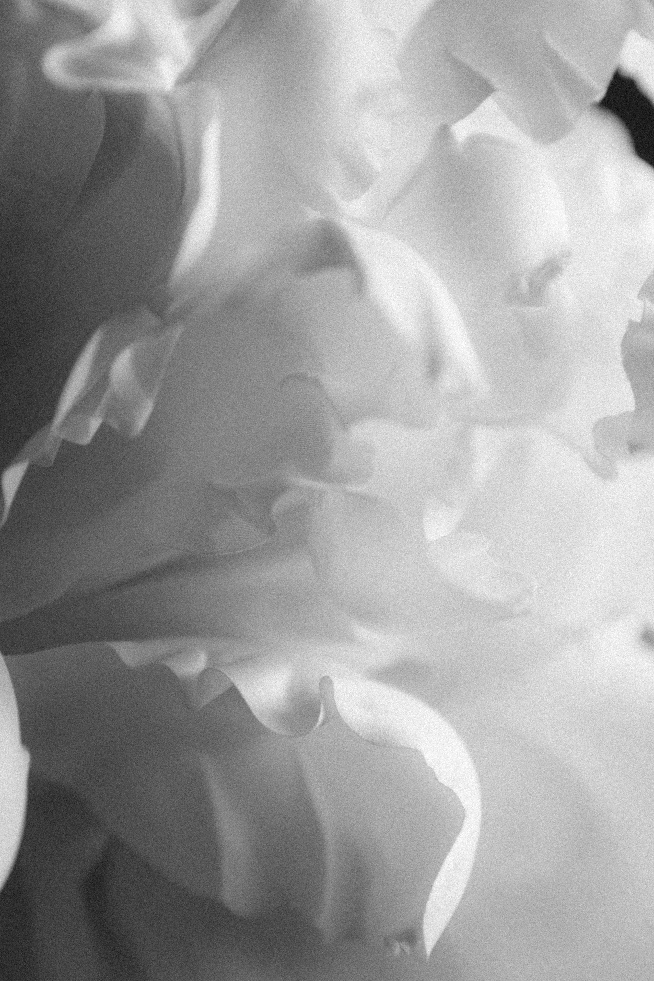 Журавли. Свадебный фотограф в Севастополе и Крыму. Видеограф на свадьбу Крым, Севастополь, Ялта, Симферополь