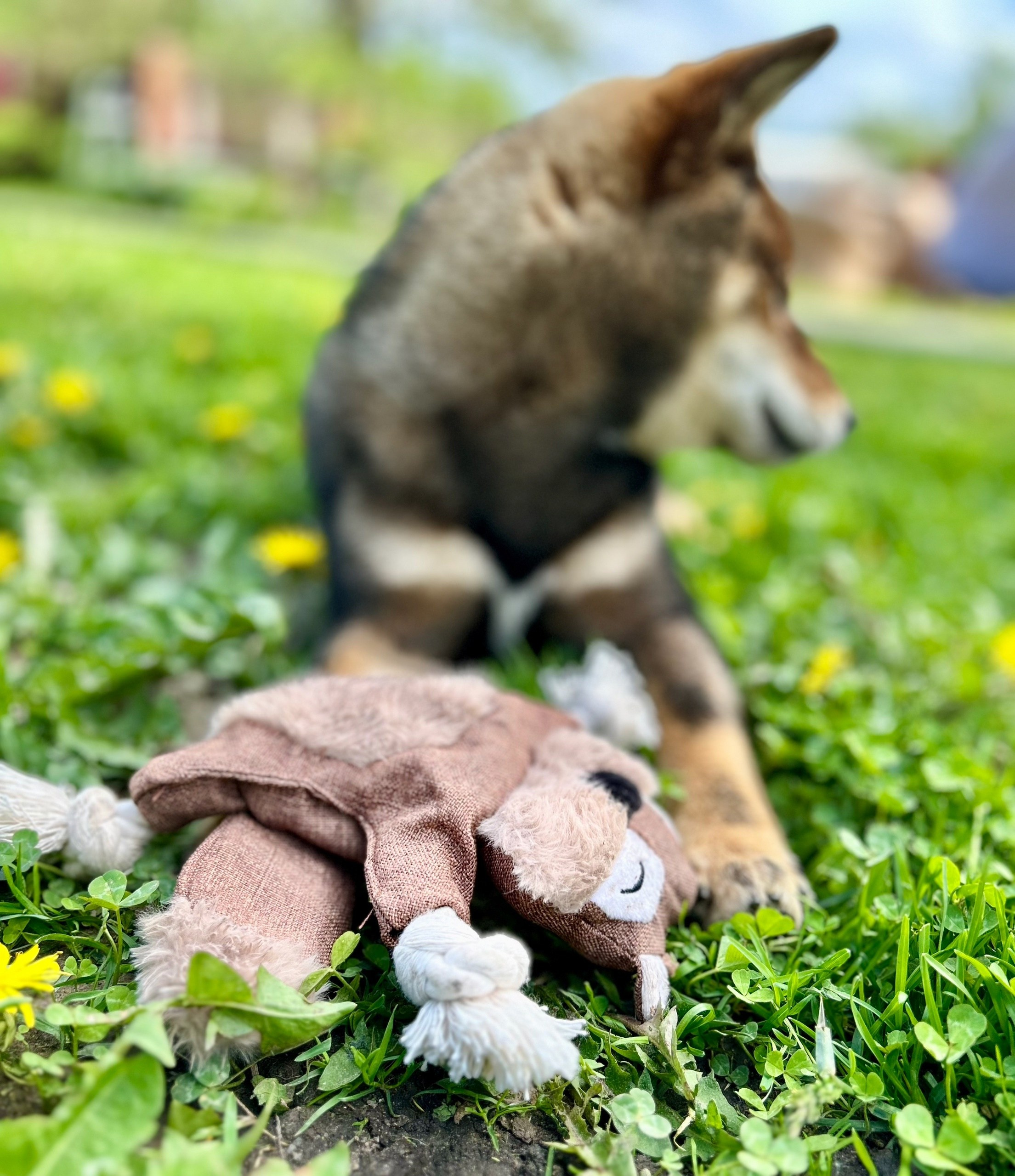 Шаман (сезам) * Шу_ Шаолинь Цукан. AMERICAN AKITA RUBYLIGHT KENNEL I SHIBA-INU