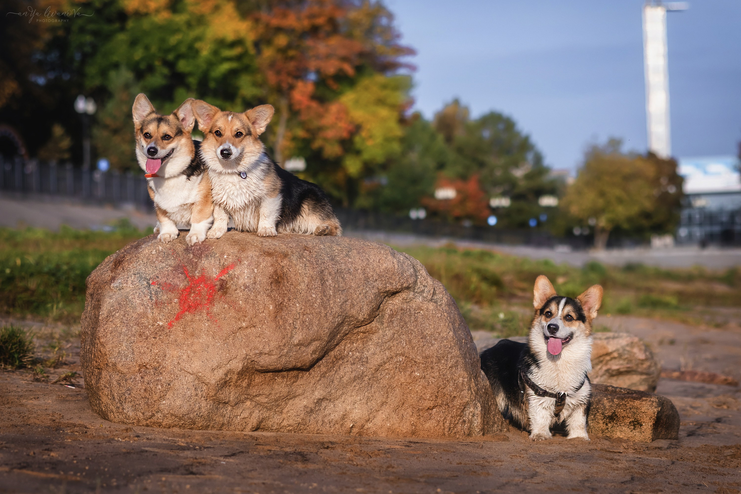 Коржики на Набережной. Фотограф анималист Аня Ливанова | Рыбинск