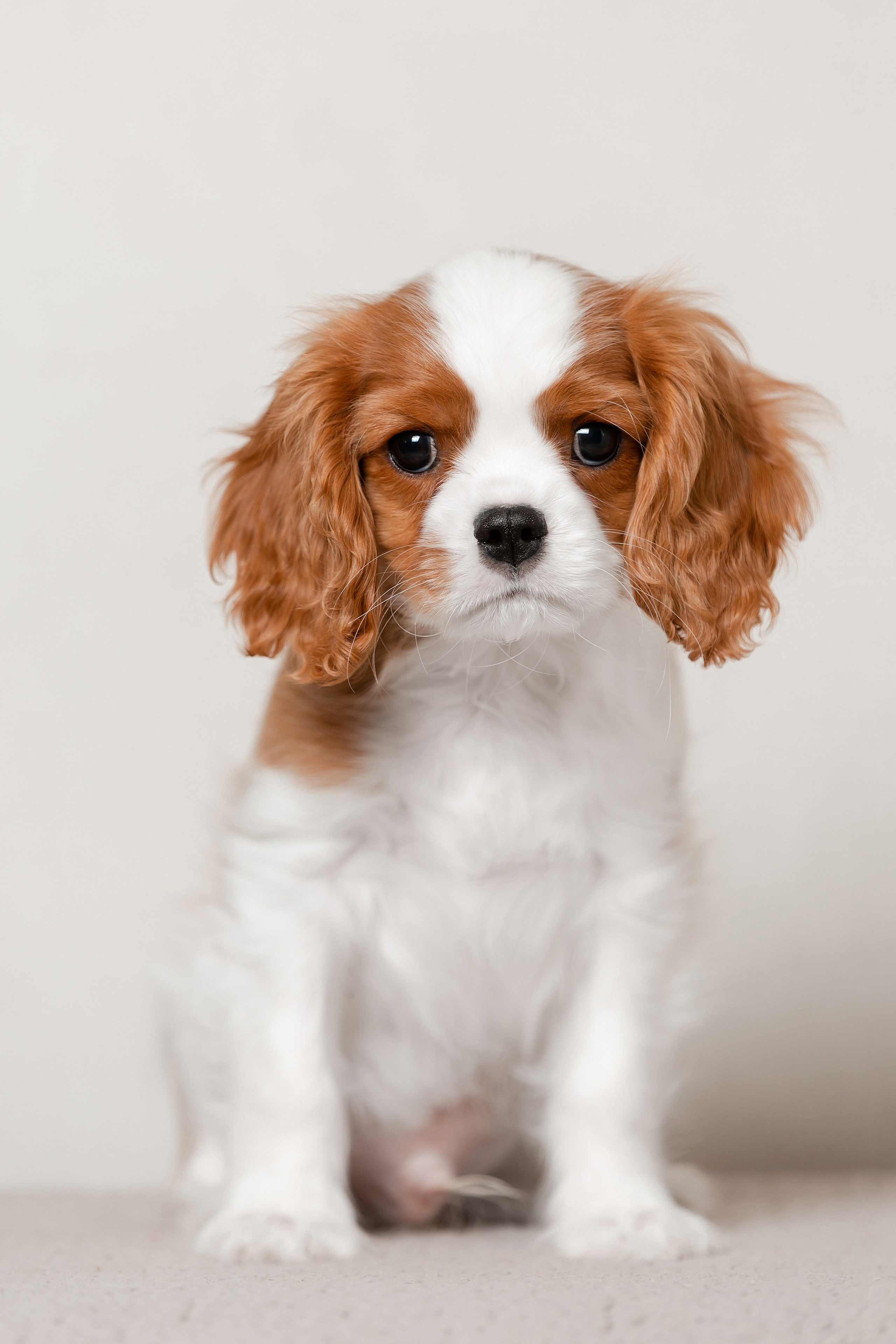 Щенки кавалера кинг-чарльз-спаниеля. Фотограф-анималист в Краснодаре Маша Мельникова