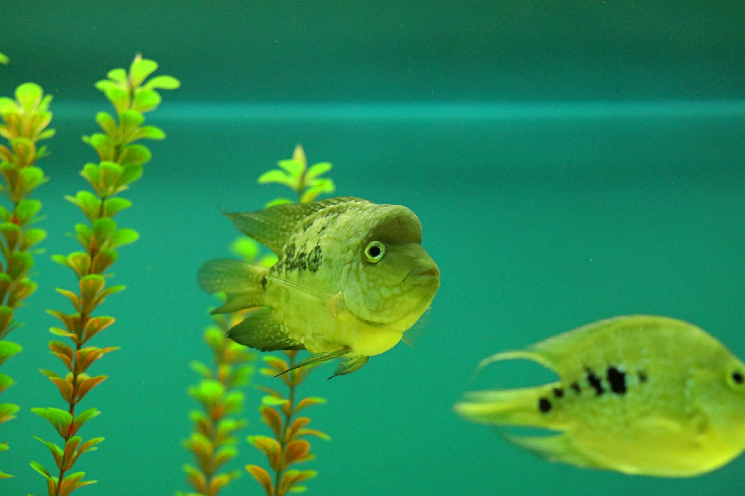 Ростовский зоопарк. Фото-художник и Репортажный фотограф Николаев Александр Алексеевич