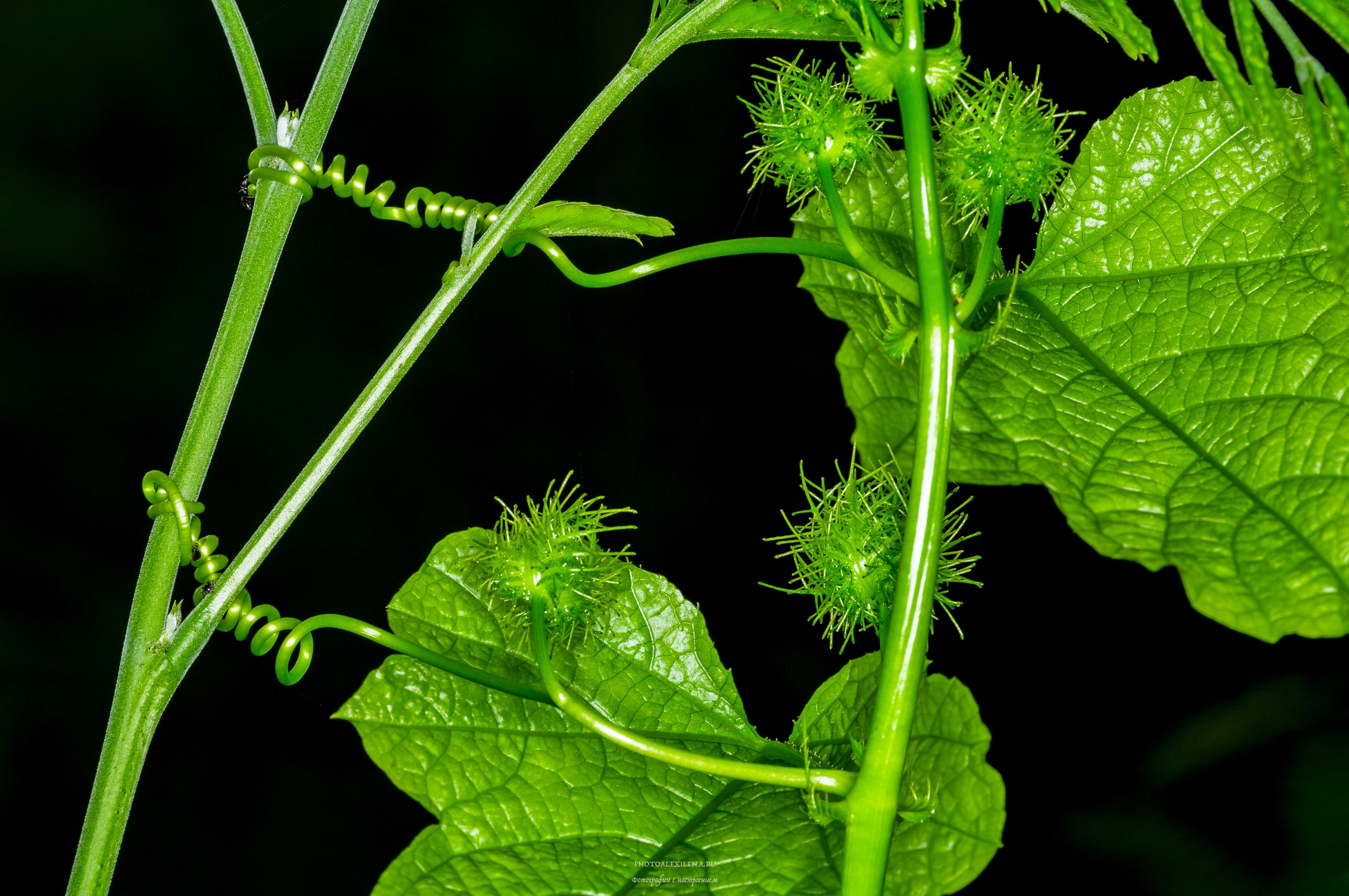 Все оттенки зелёного. Авторские стильные фотокартины